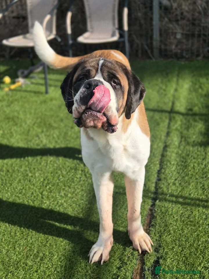 Squirrel β Saint Bernard