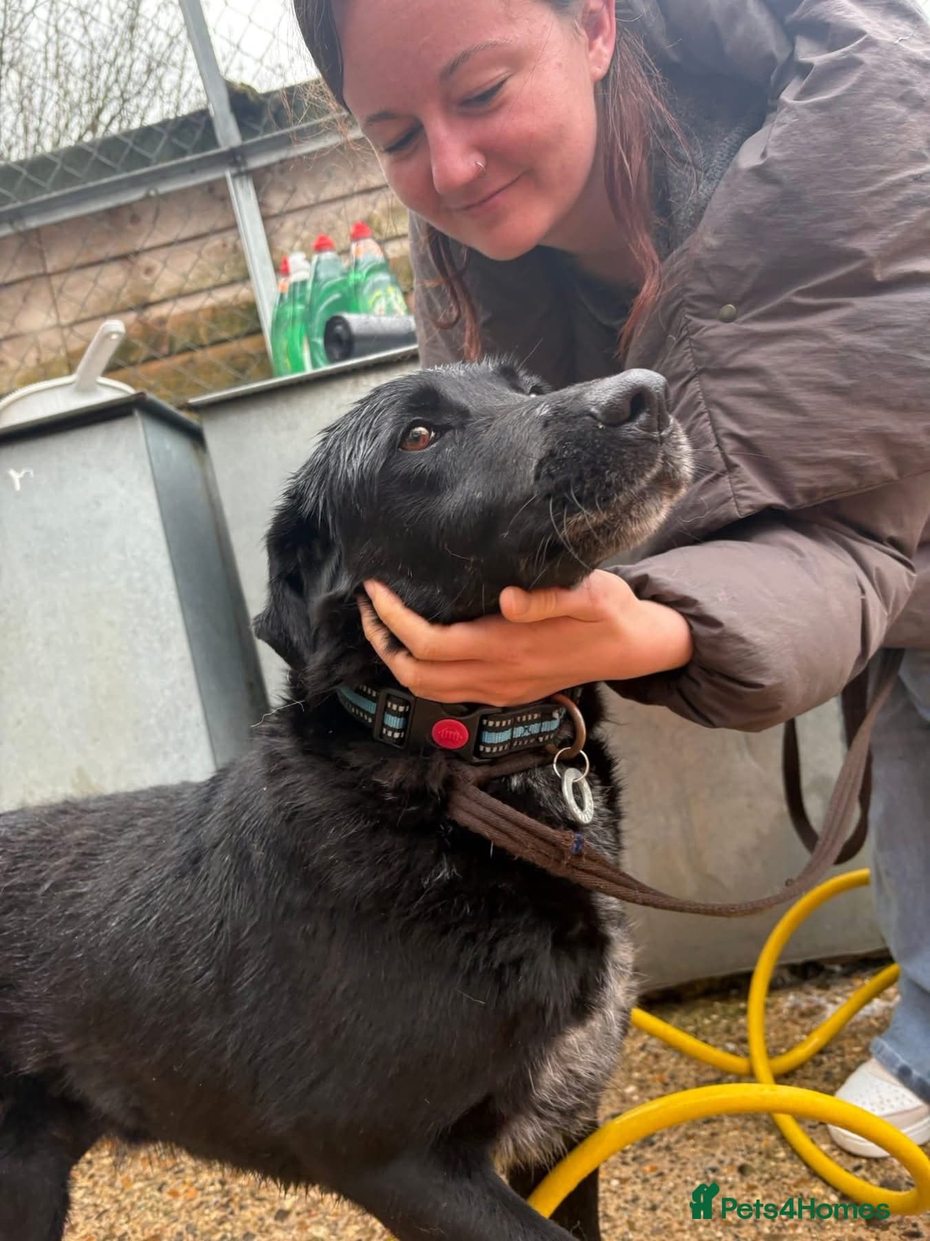 Merlin - Norwich Norfolk photo 12