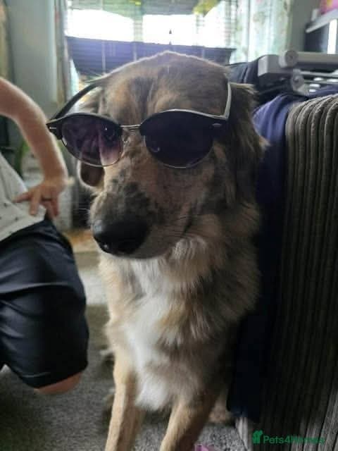 Meet Merlin,currently residing in Gloucestershire photo 10