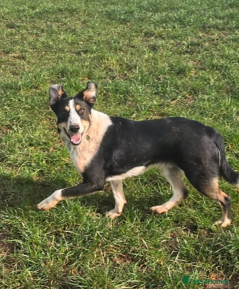 Tommy - your new sidekick photo 11