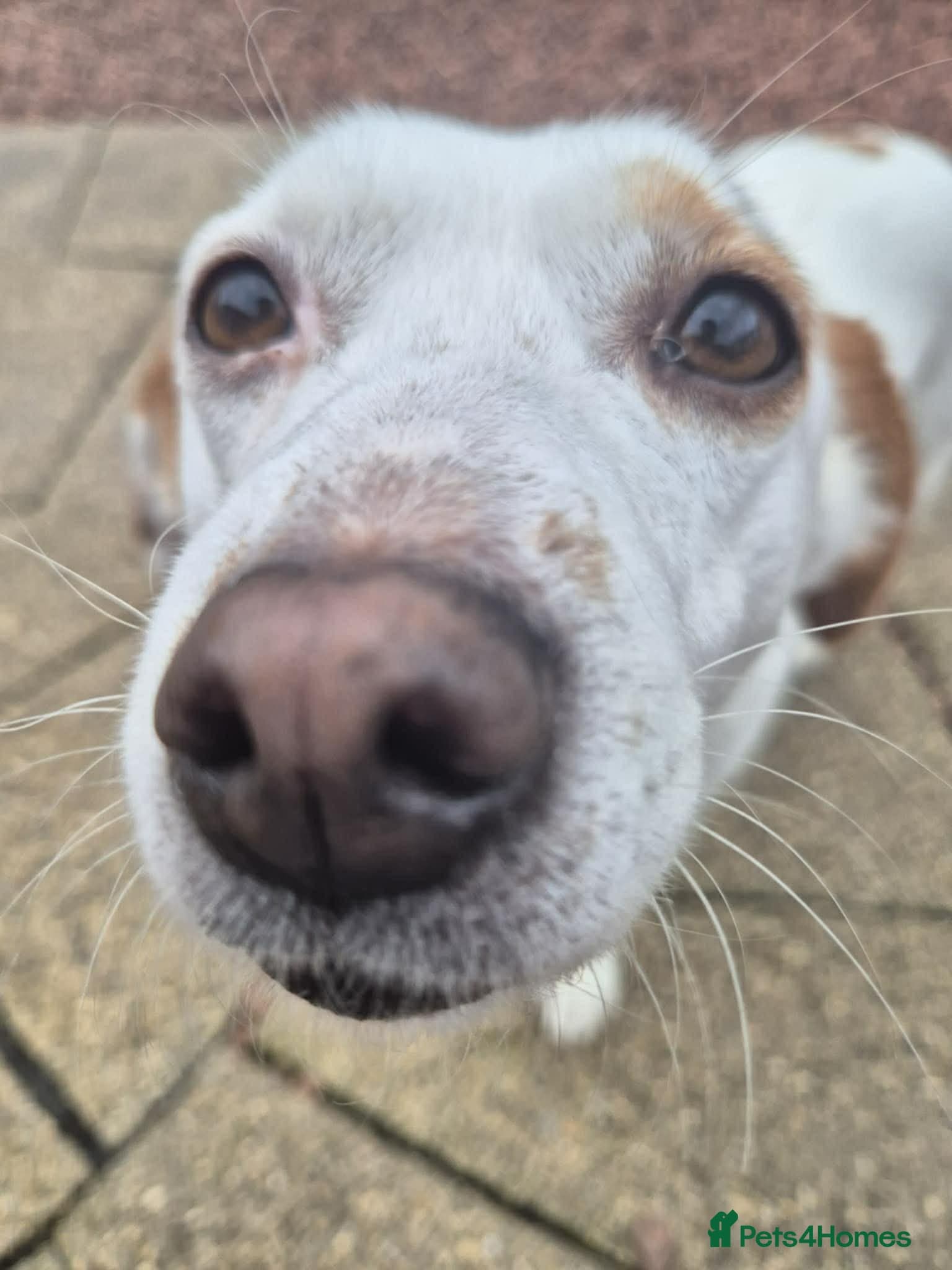 Lottie - In Ayr photo 4