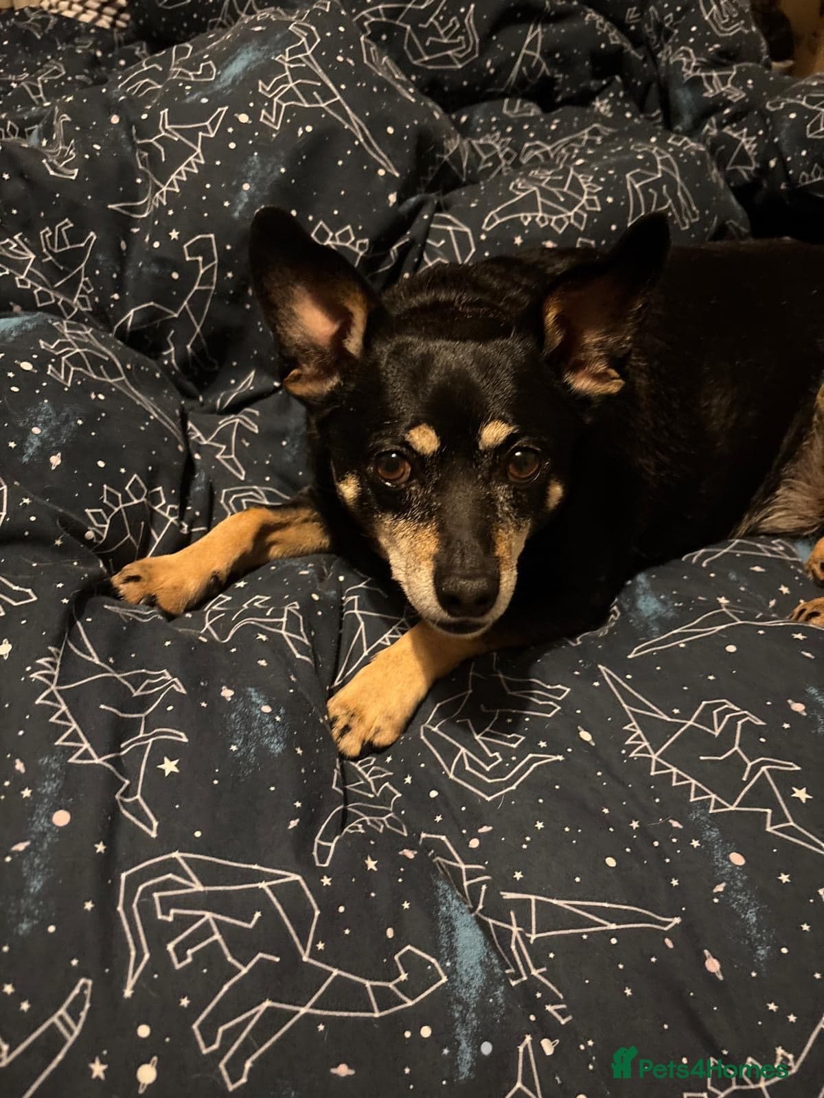 Flash β Mixed Breed