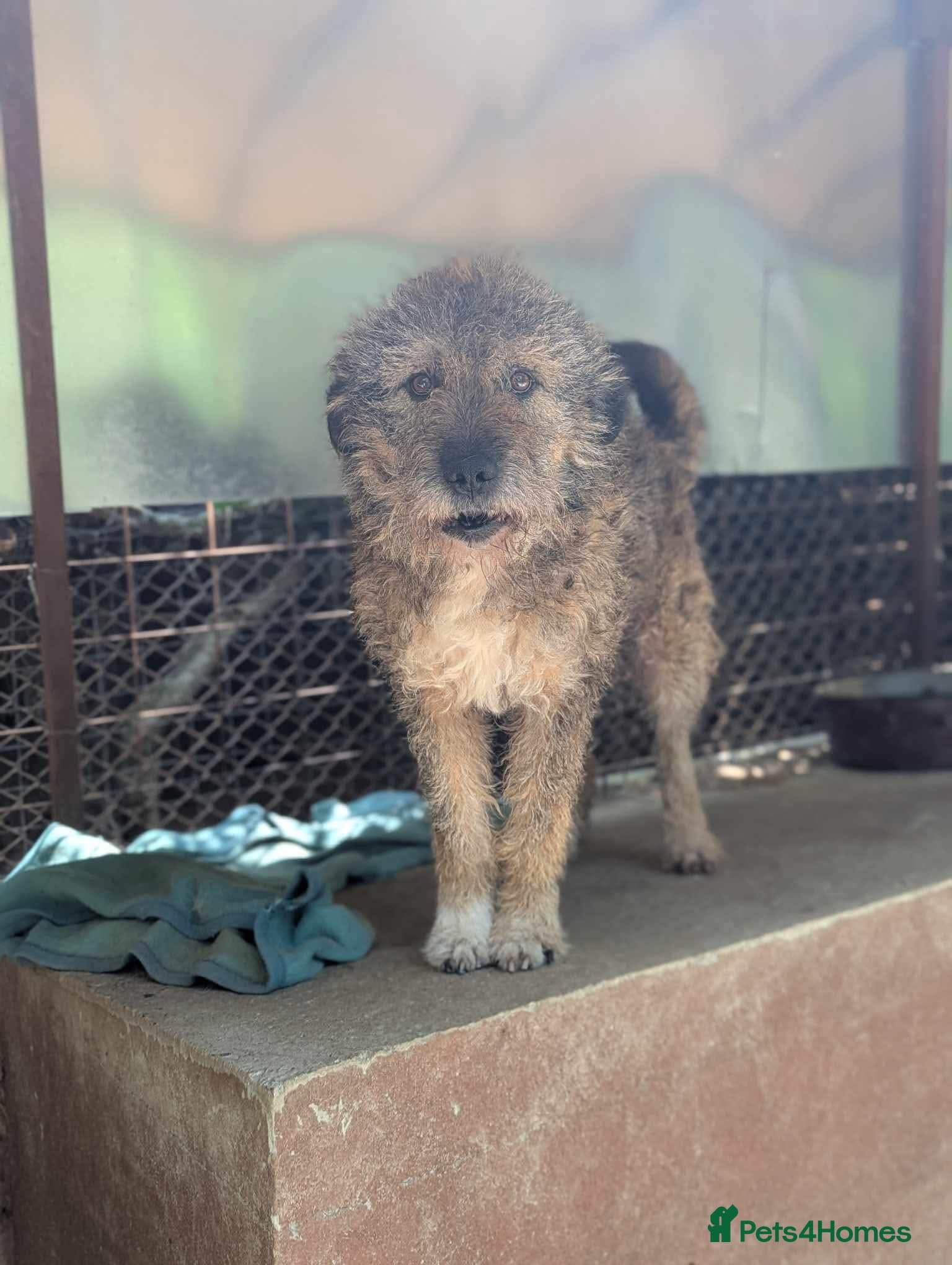 year old Fionn photo 11