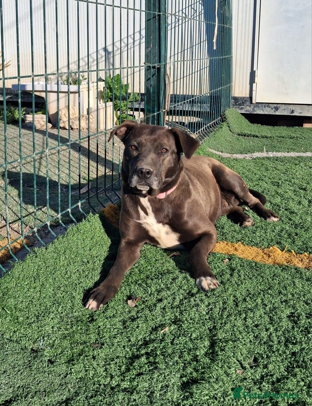 Sira🚨🐾 photo 6