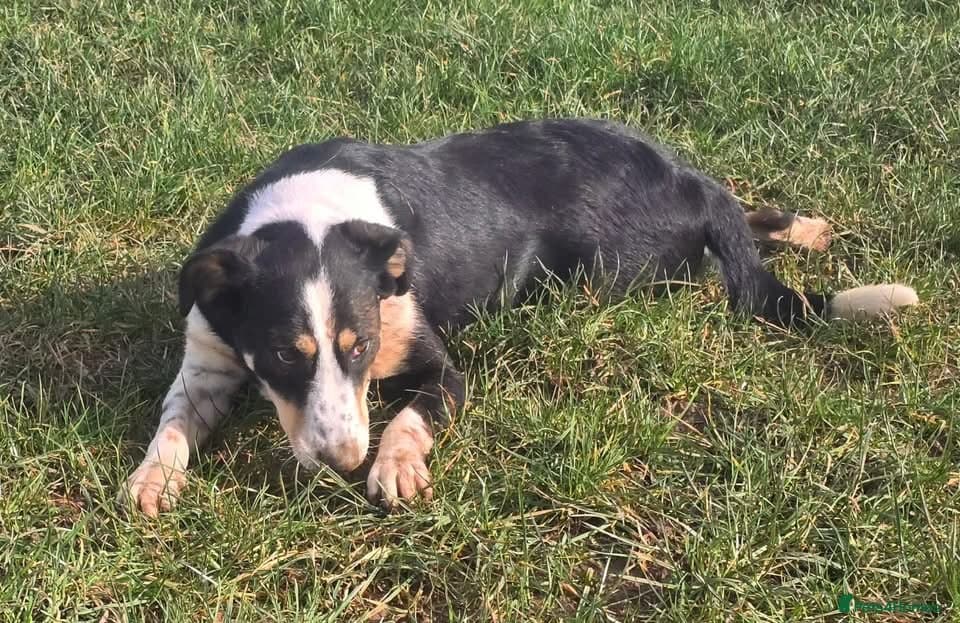 Tommy - your new sidekick photo 10