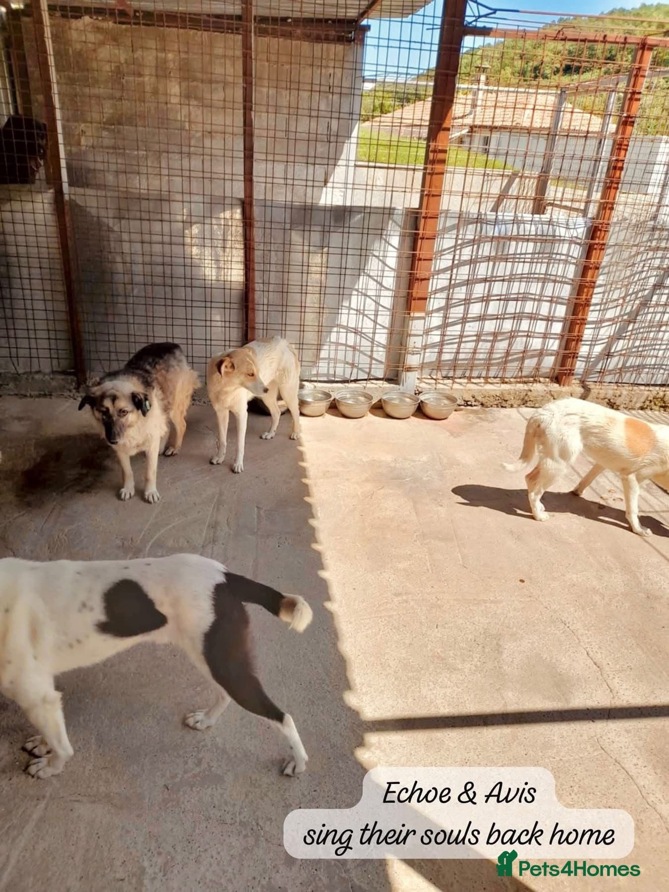 Avis- 20 months - photo 24