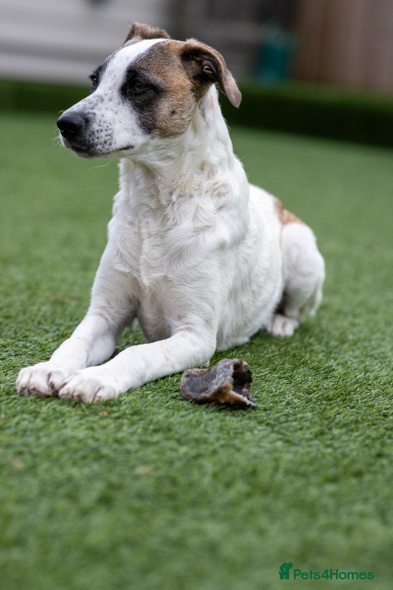 Petit Poppy photo 20