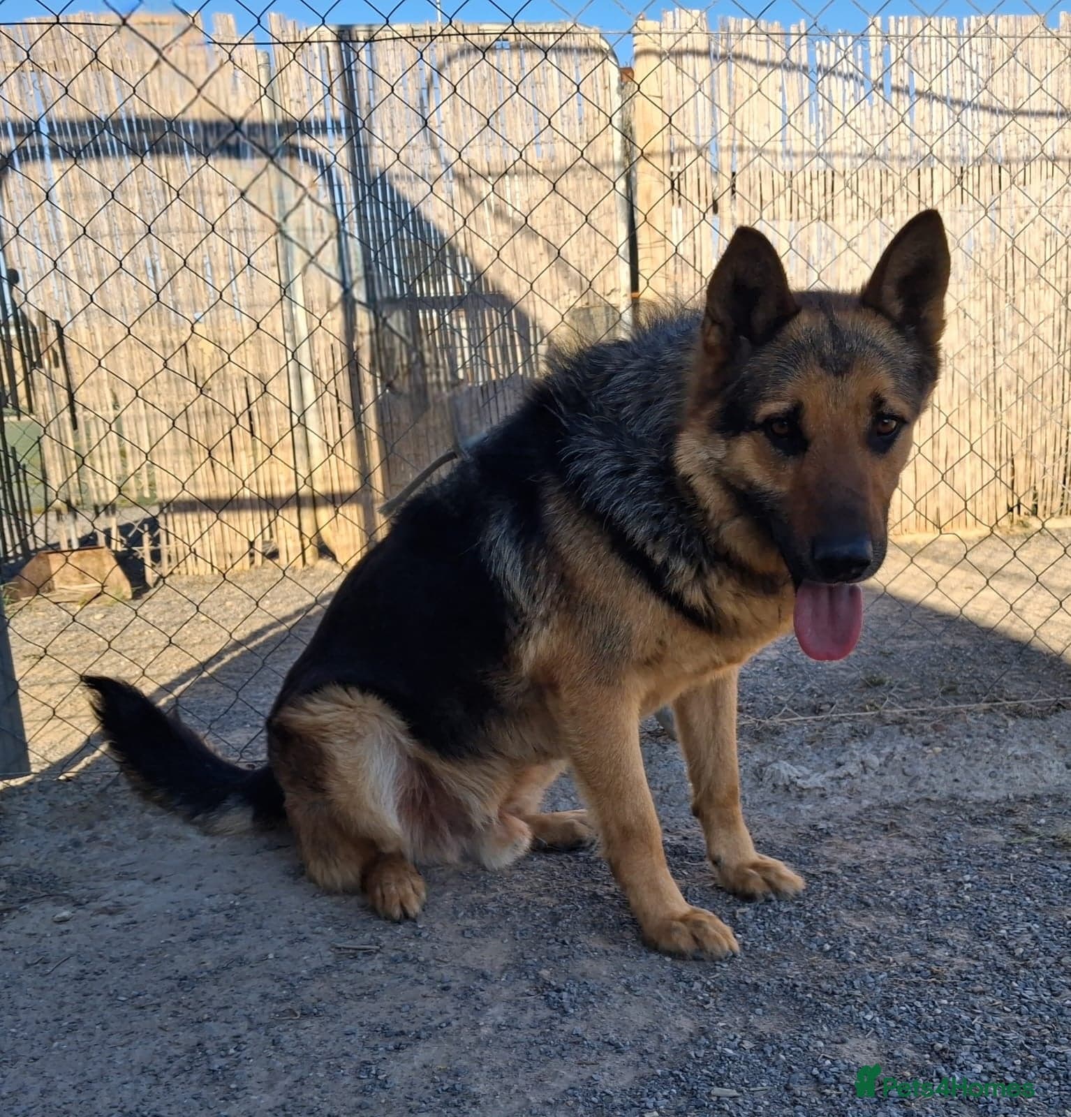 ️URGENT‼️🚨 Bandit 💙🐾 photo 12