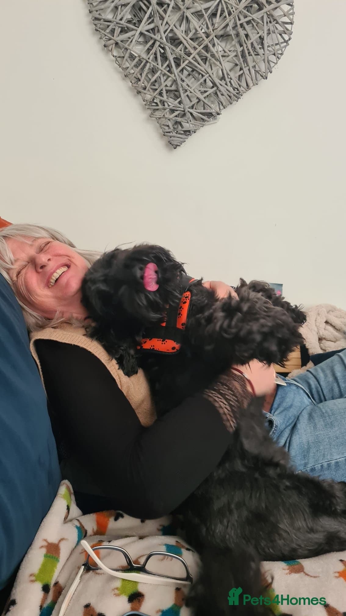 FOSTER or ADOPT๐JACK๐- 4.5-year-old Cockapoo boy photo 8