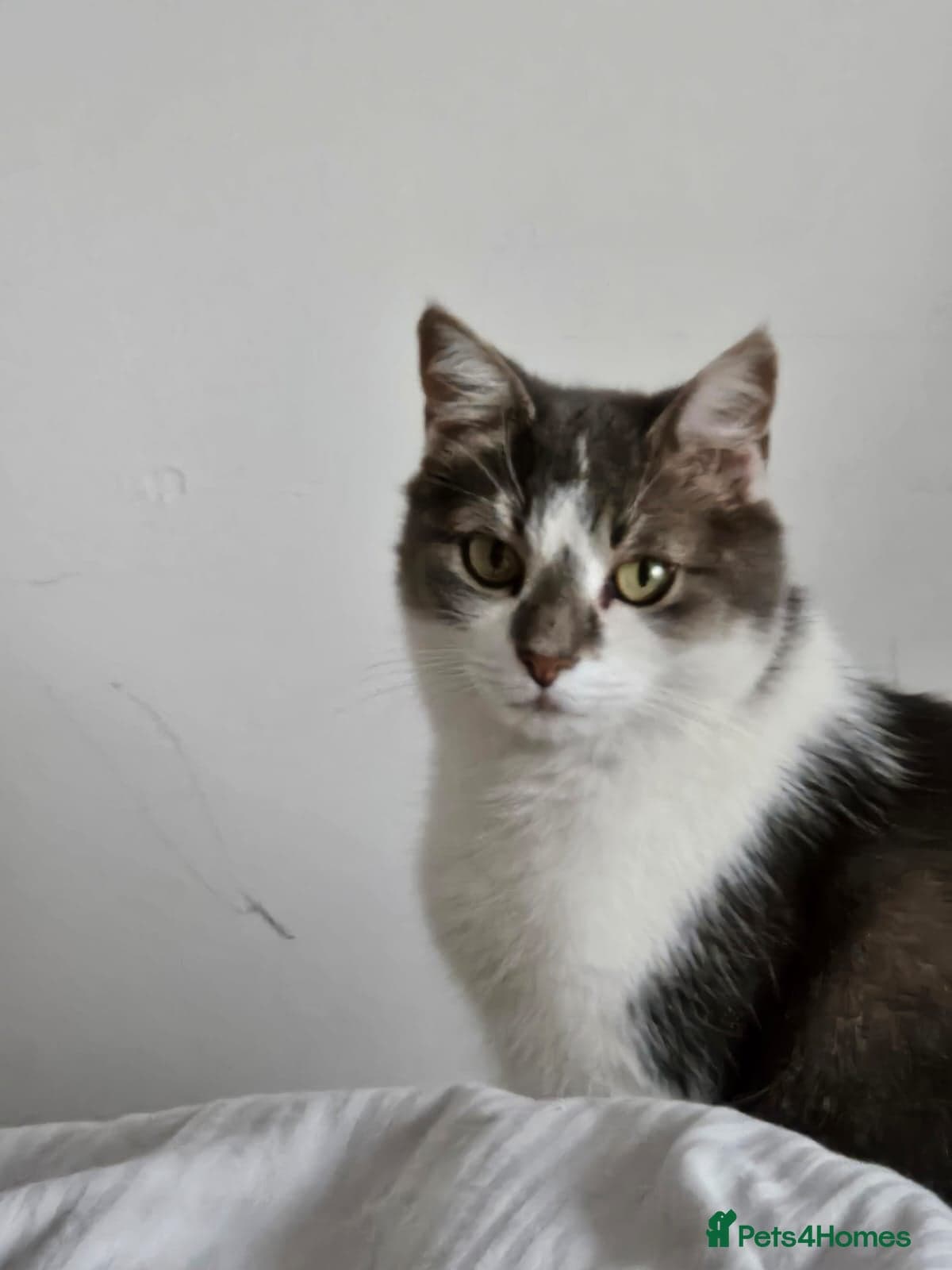 Gorgeous Gitsy photo 3