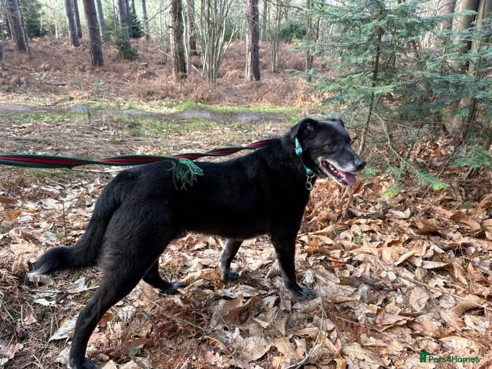 Aramis - Norwich Norfolk photo 9