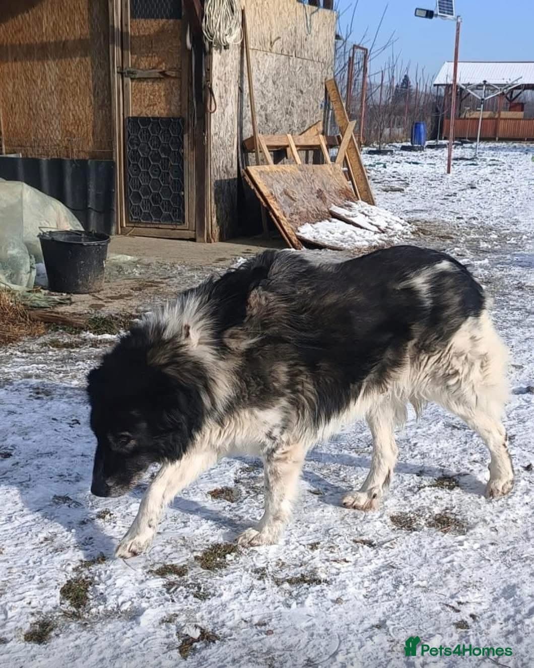 Freya - Norwich Norfolk photo 13