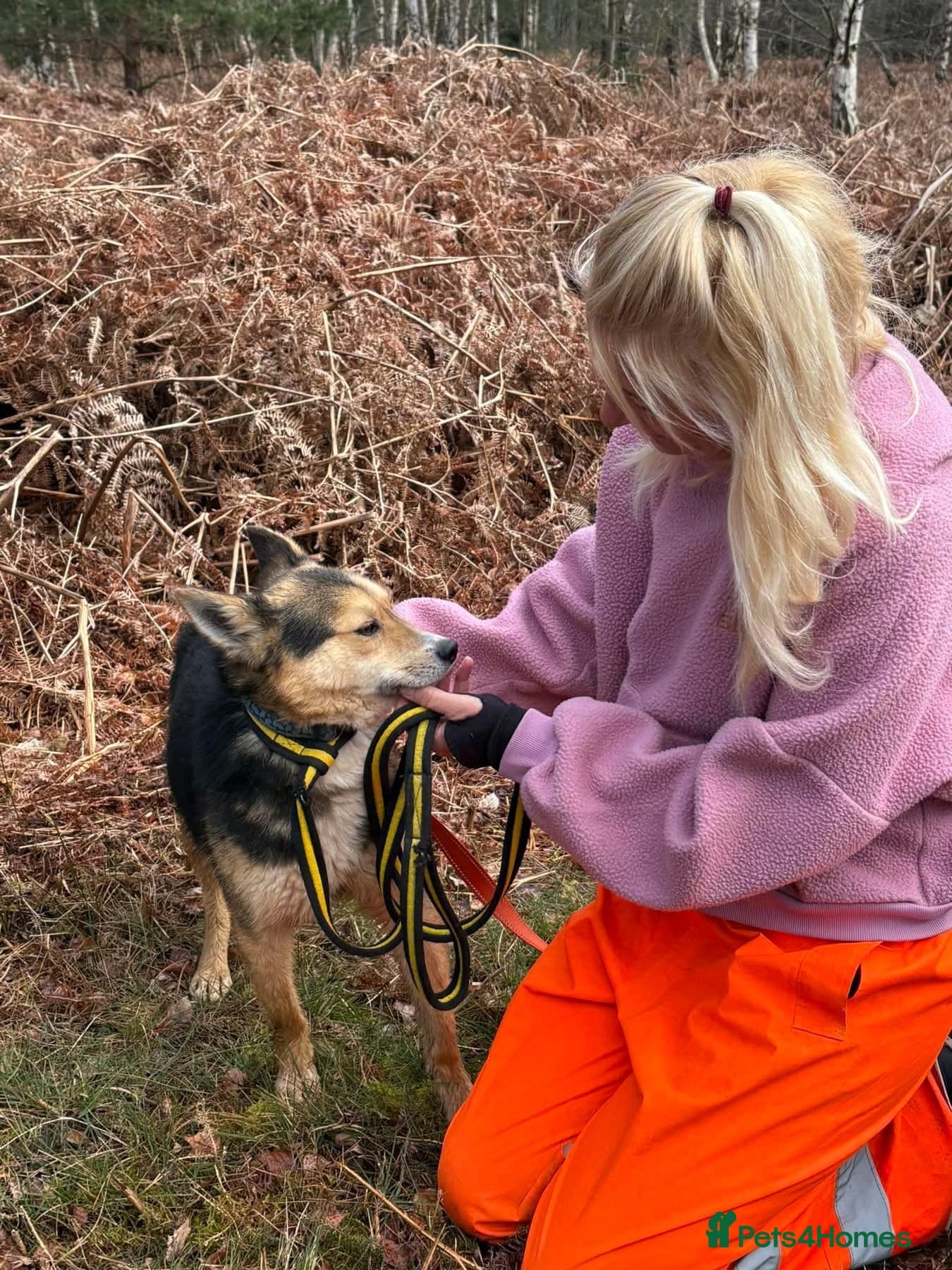 Bowie - Norwich Norfolk photo 14