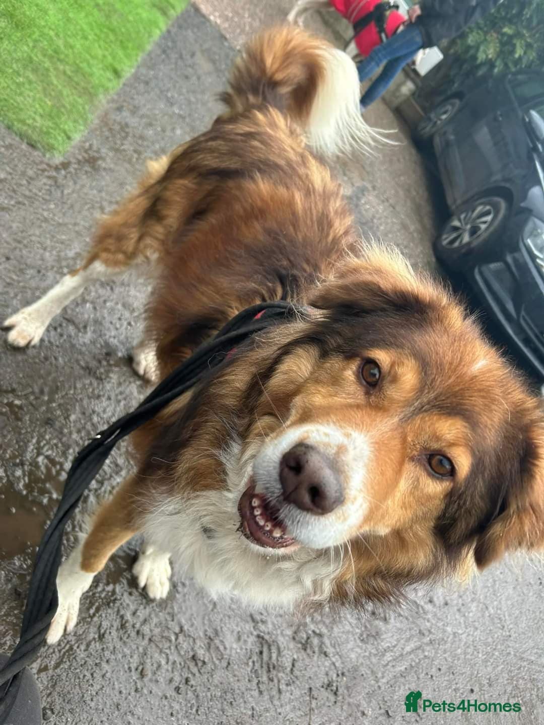 Meet Pongo, currently residing in Cheshire photo 14