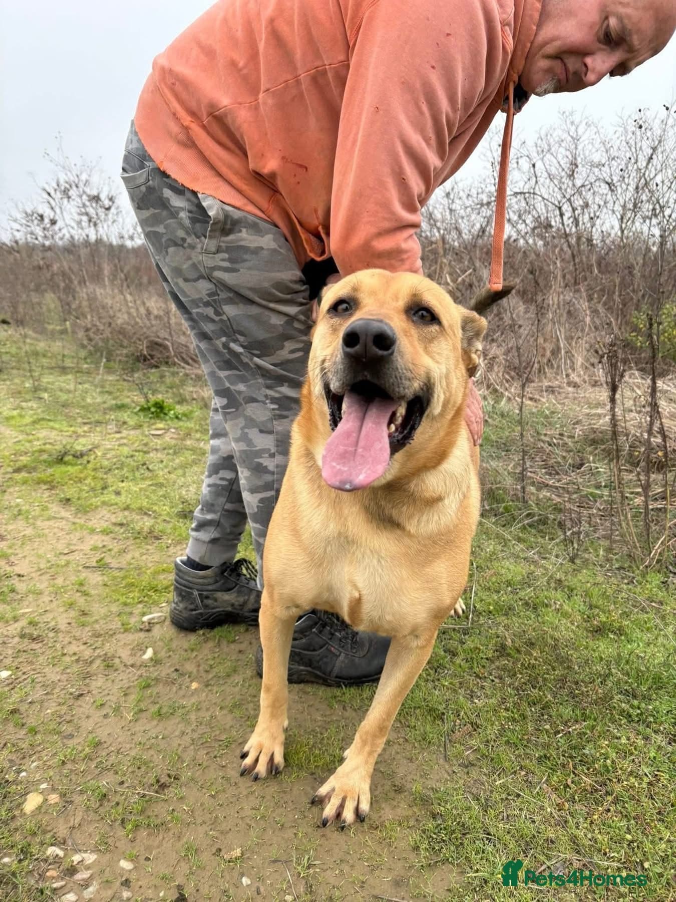 Thor - Dereham Norfolk photo 16