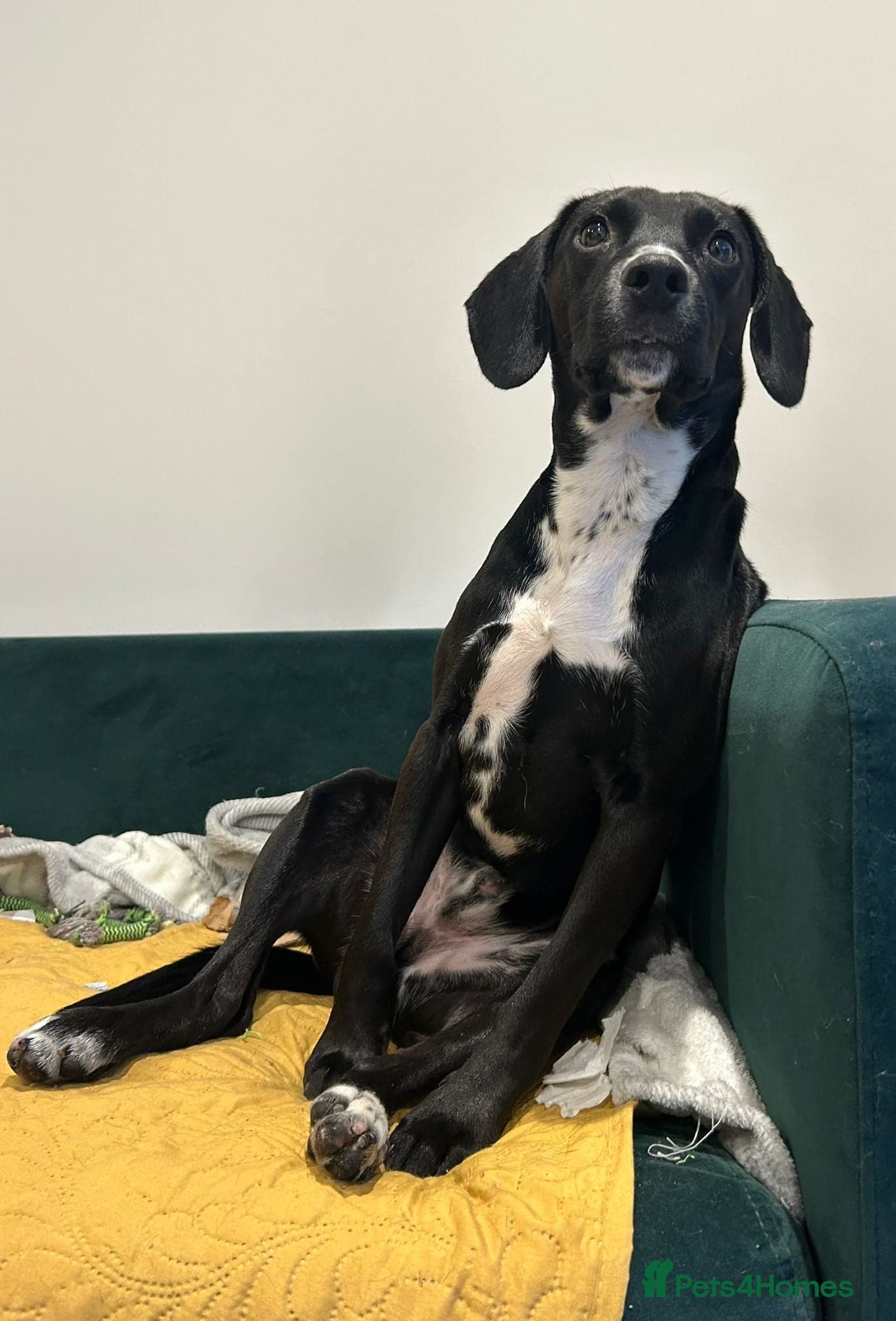 ๏ธ๐ถ walter photo 8