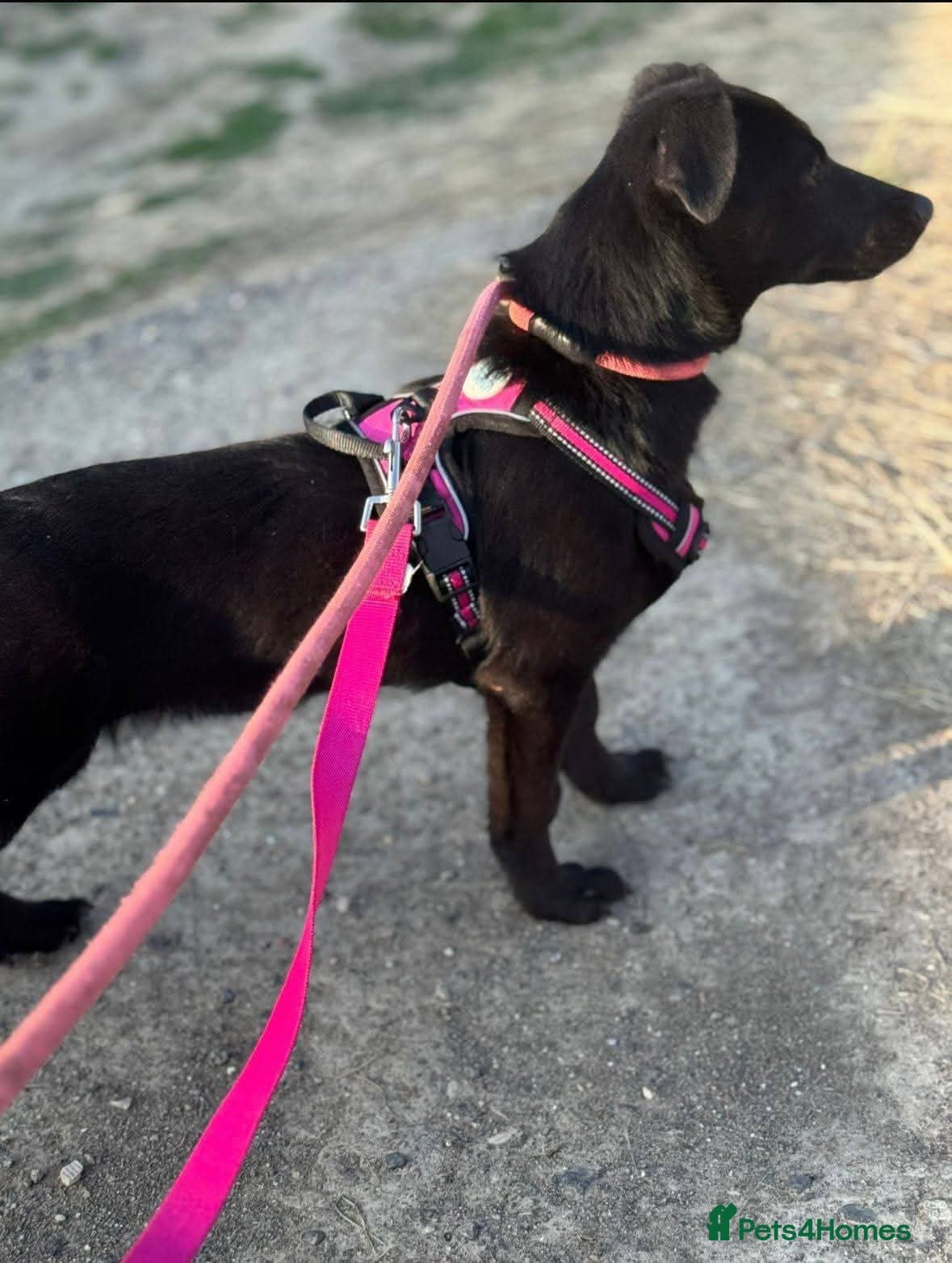 Meet Raegan, currently residing in Surrey photo 4