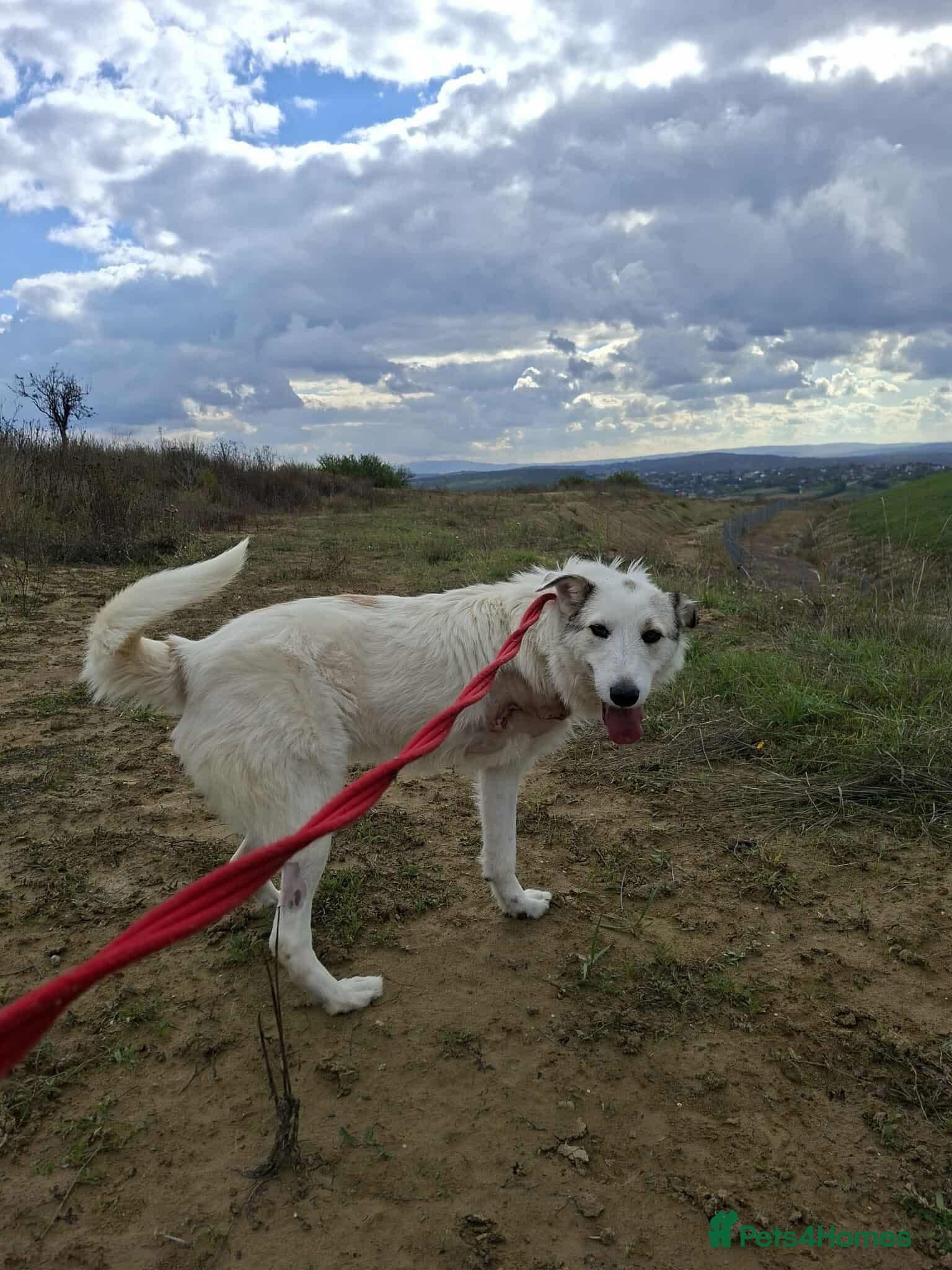 Elena - Marlborough Wiltshire photo 5