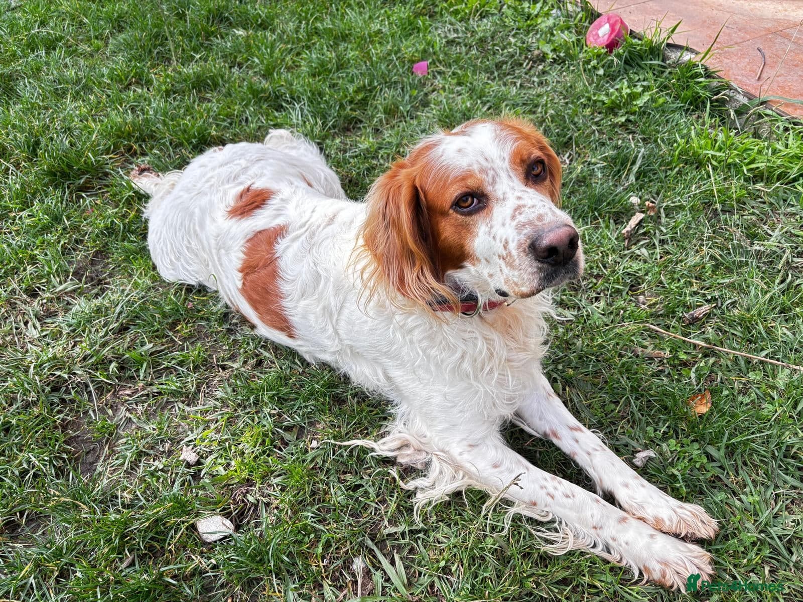 Ronnie, 3-year old Brittany male photo 2