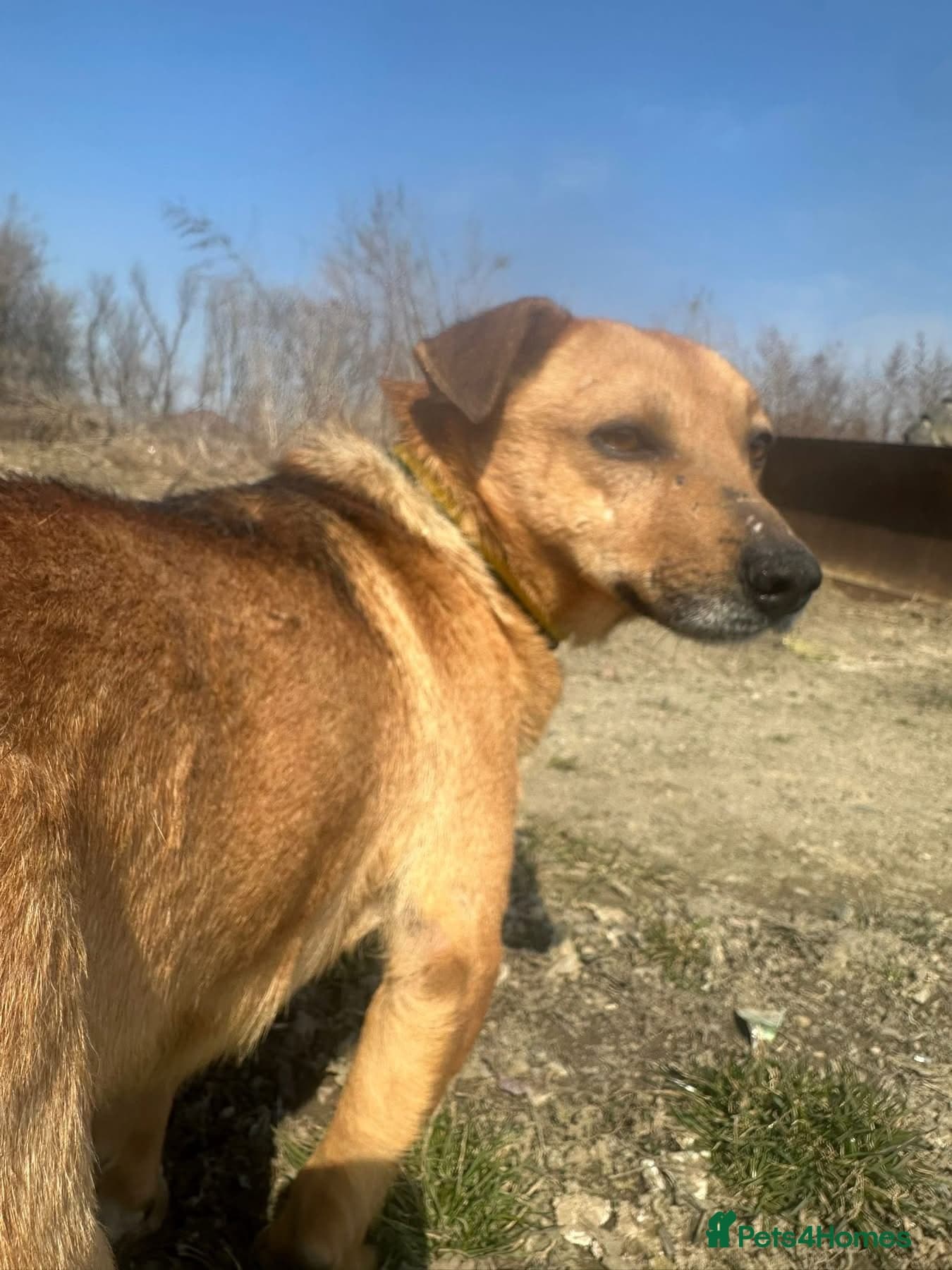 Terry - Norwich Norfolk β Mixed Breed
