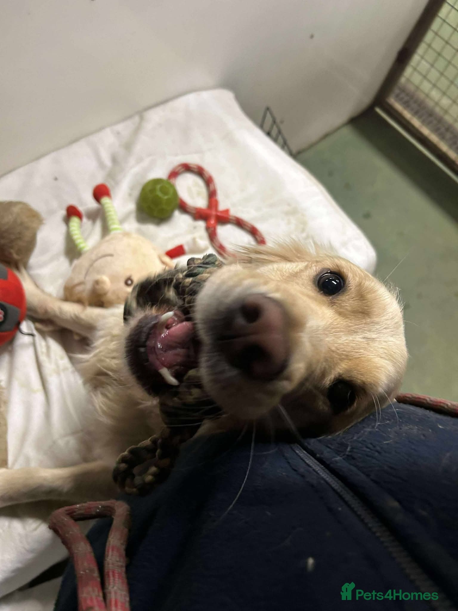 Clive — Mixed Breed