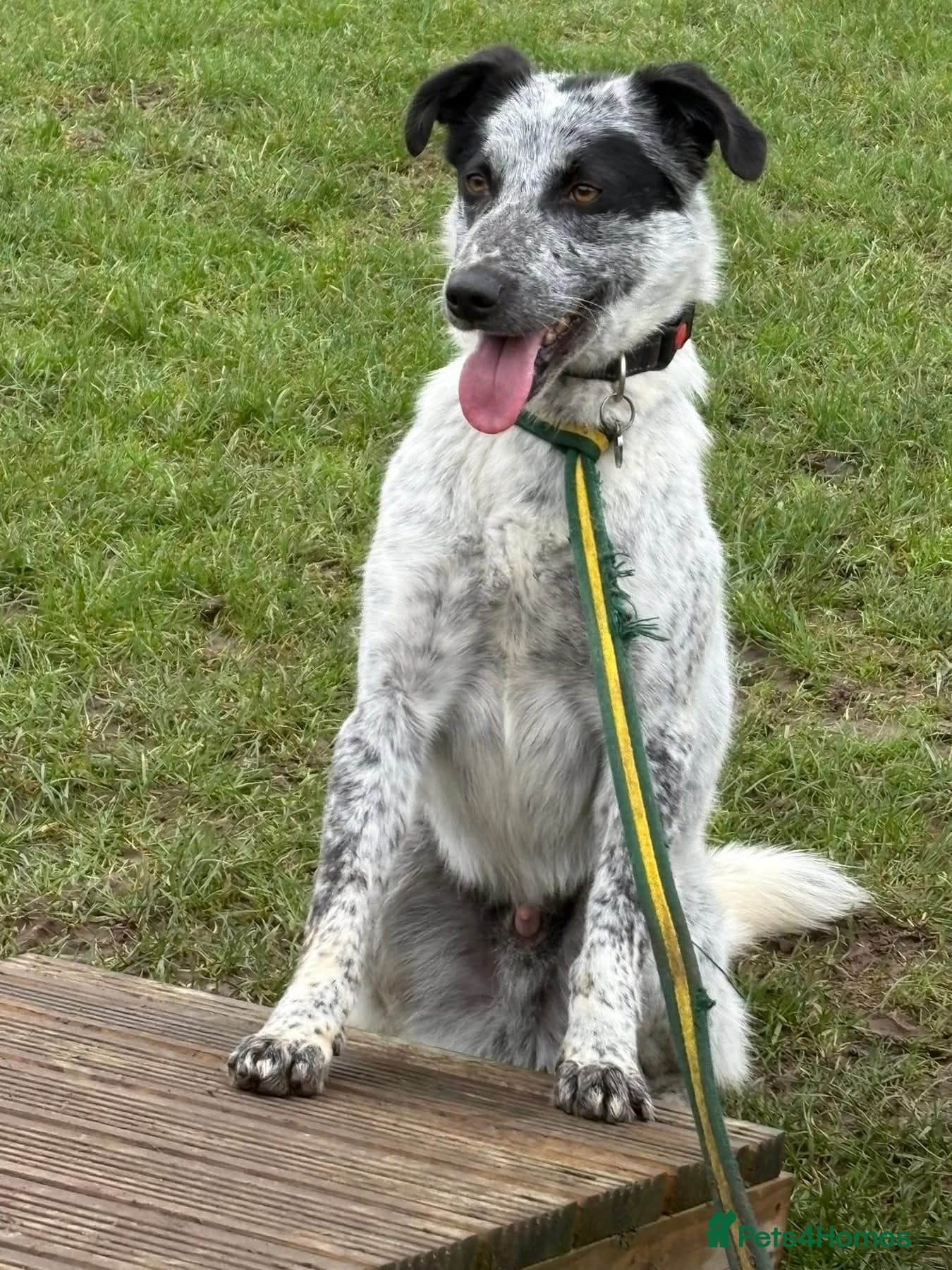 Cessil - Norwich Norfolk photo 8