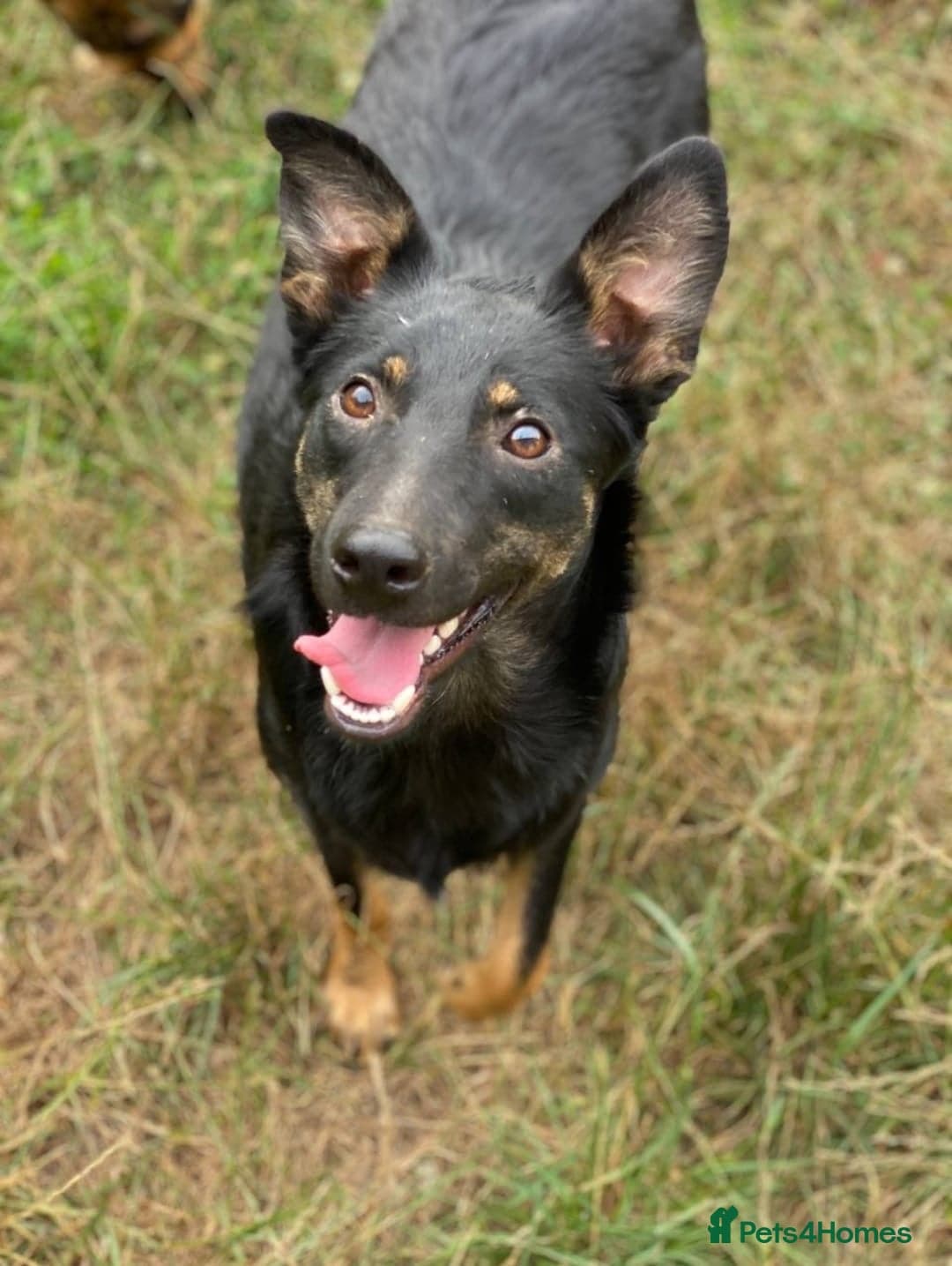 οΈπΆ rosie photo 5