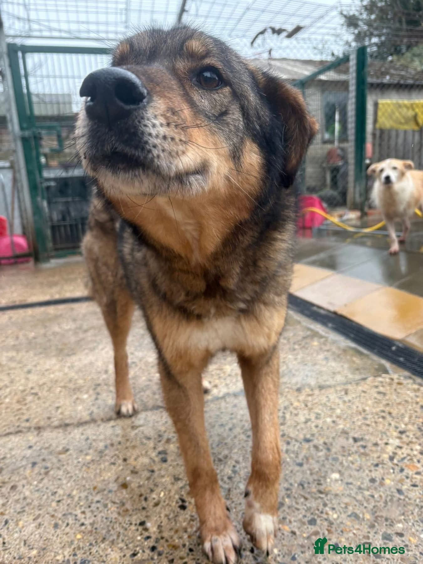 Rufus - Taverham Norfolk photo 4