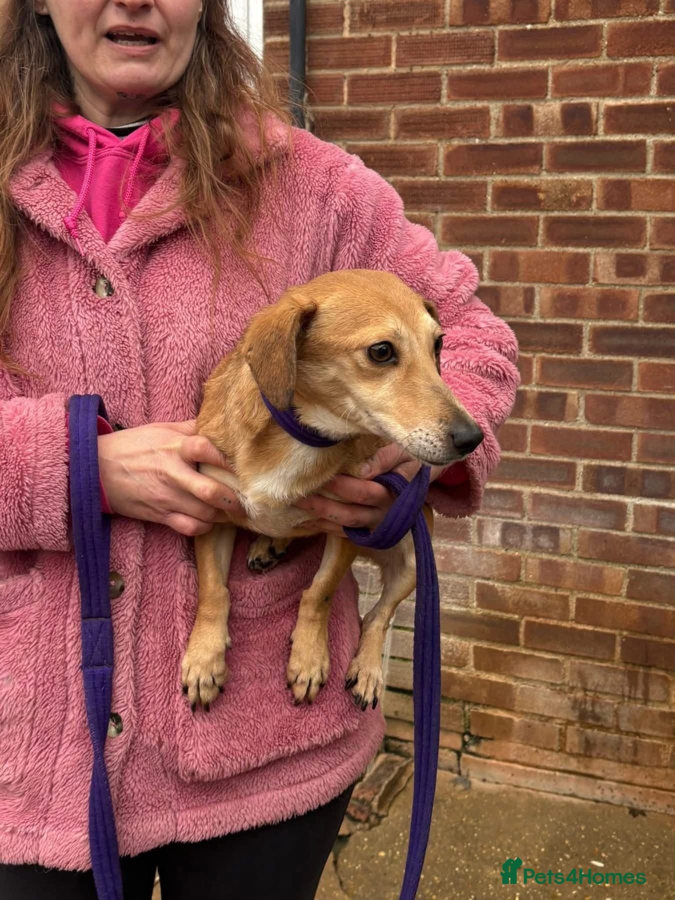 Mavis - Norwich Norfolk photo 4