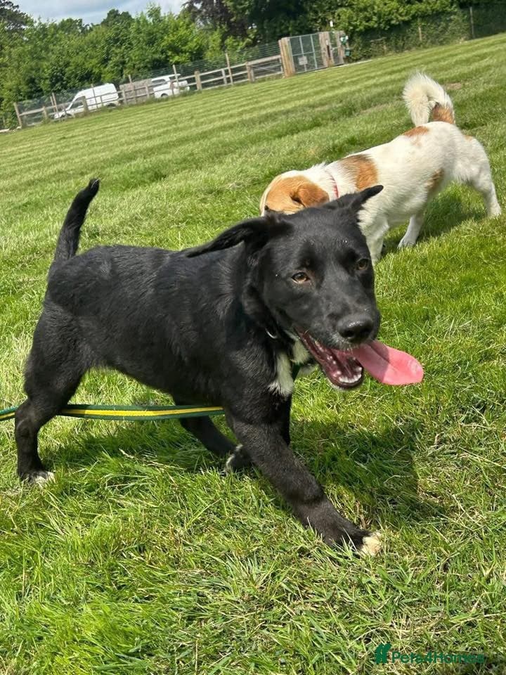 Barney - Norwich norfolk photo 23