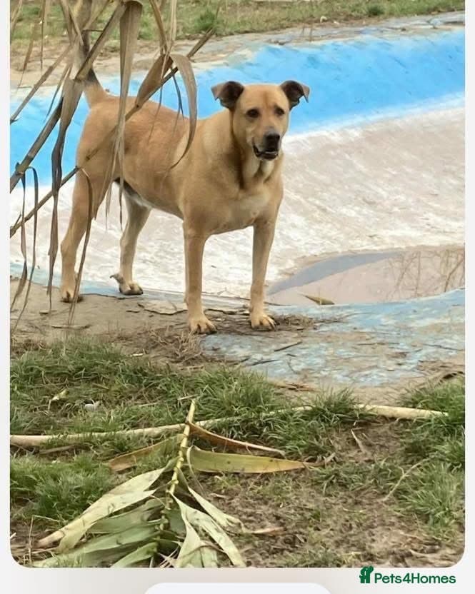 Thor - Dereham Norfolk photo 6