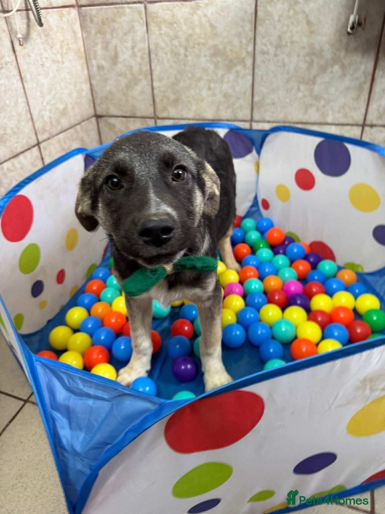 Meet Neptune,currently residing in Oxfordshire β Mixed Breed