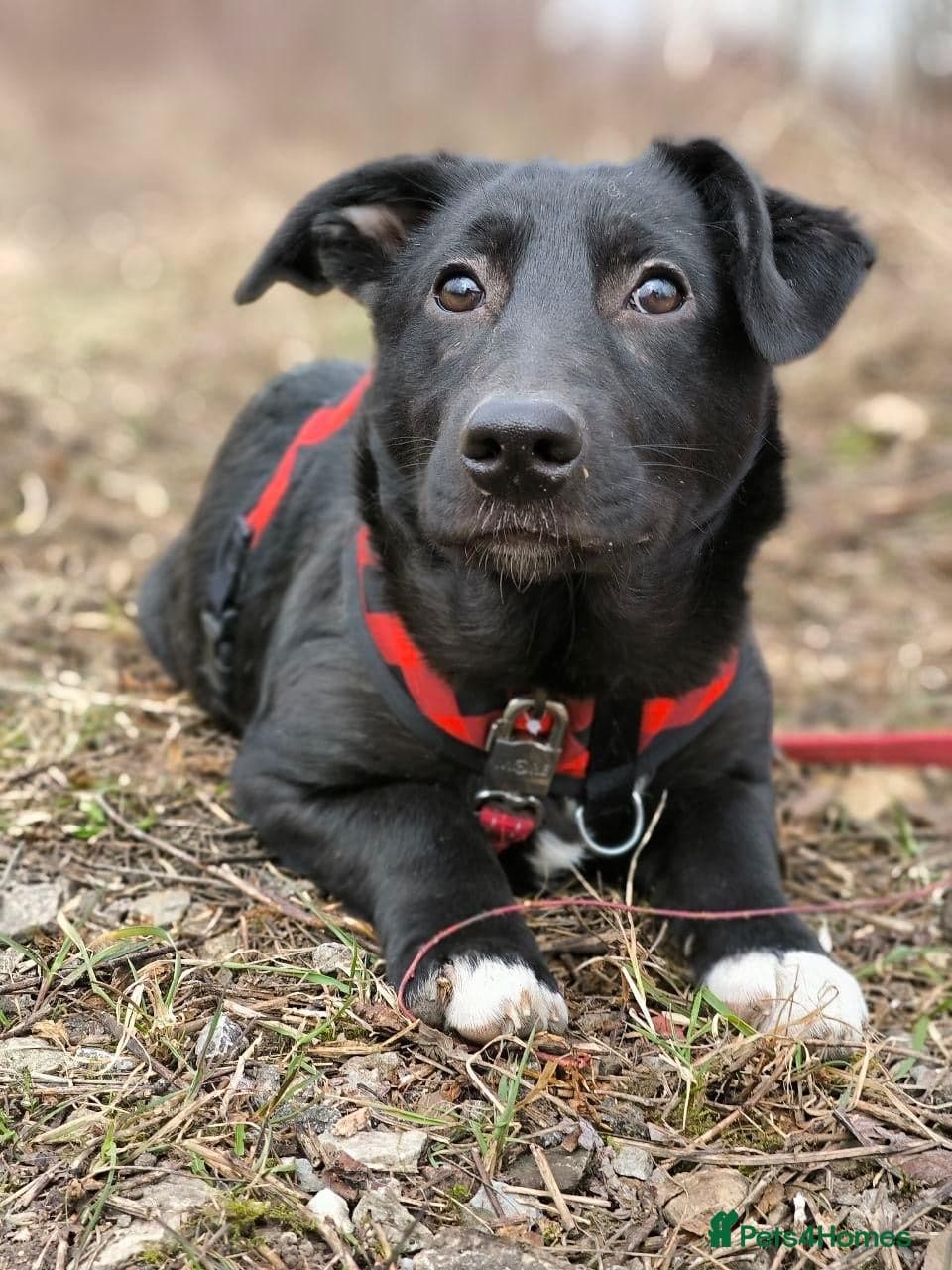 οΈπΆ masha photo 15