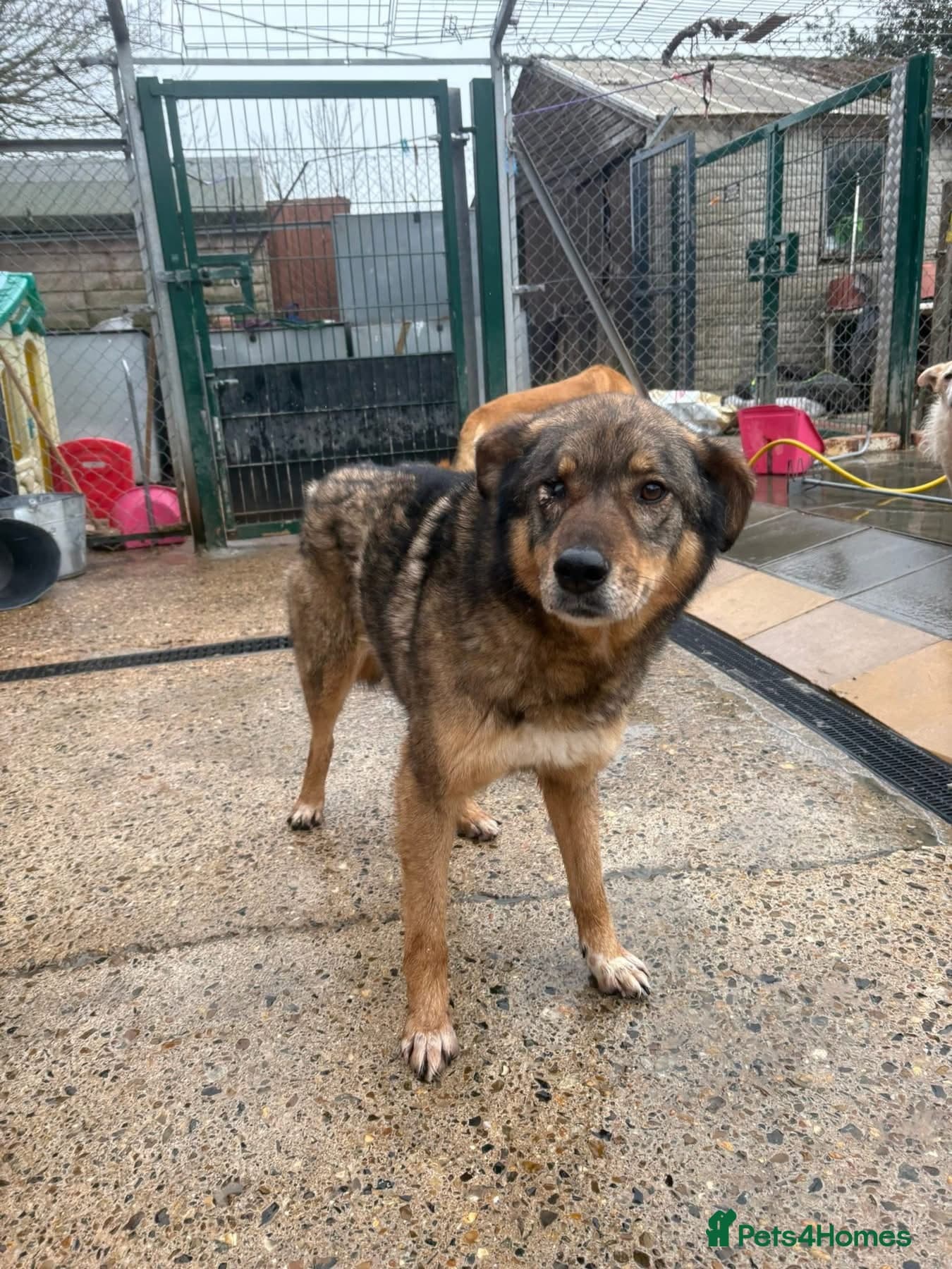 Rufus - Taverham Norfolk photo 2