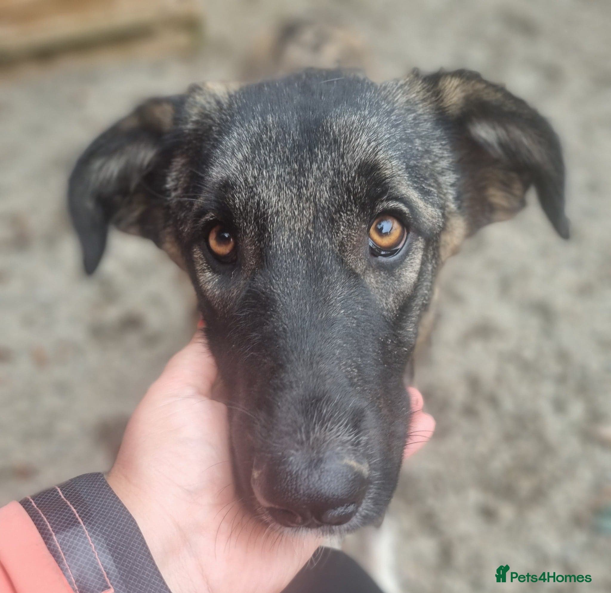 Skye - In Ayr photo 12