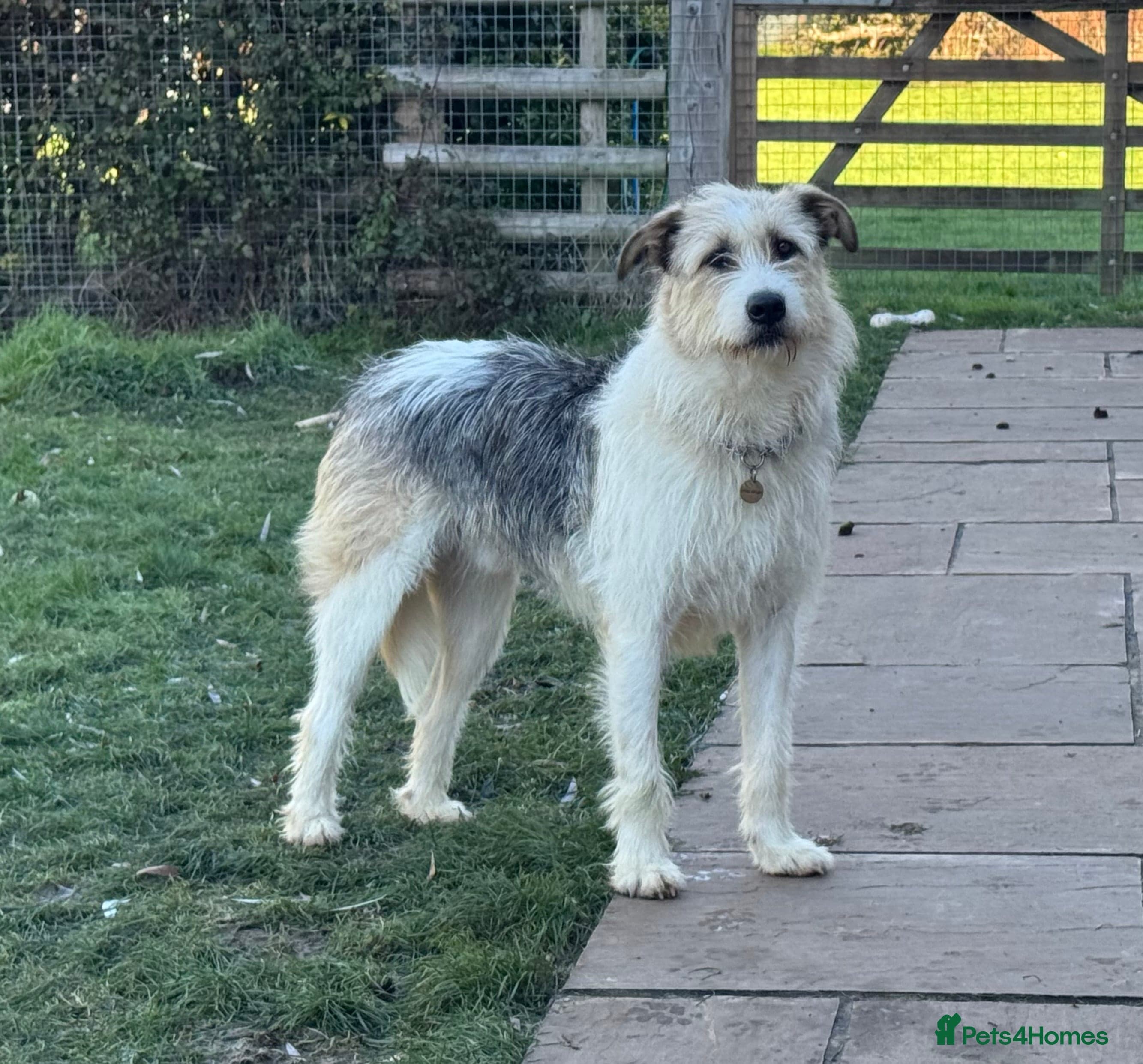 Hershey & Harley π still Waiting photo 9