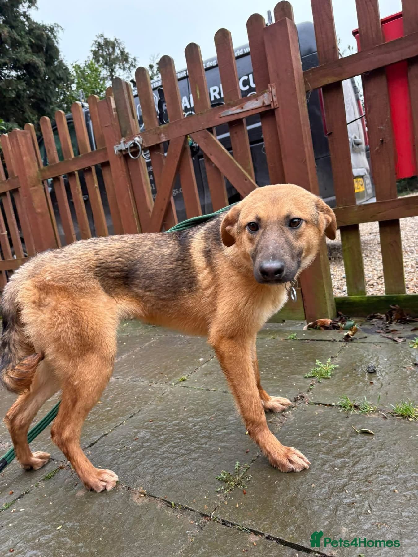 Dylan - Norwich Norfolk photo 10