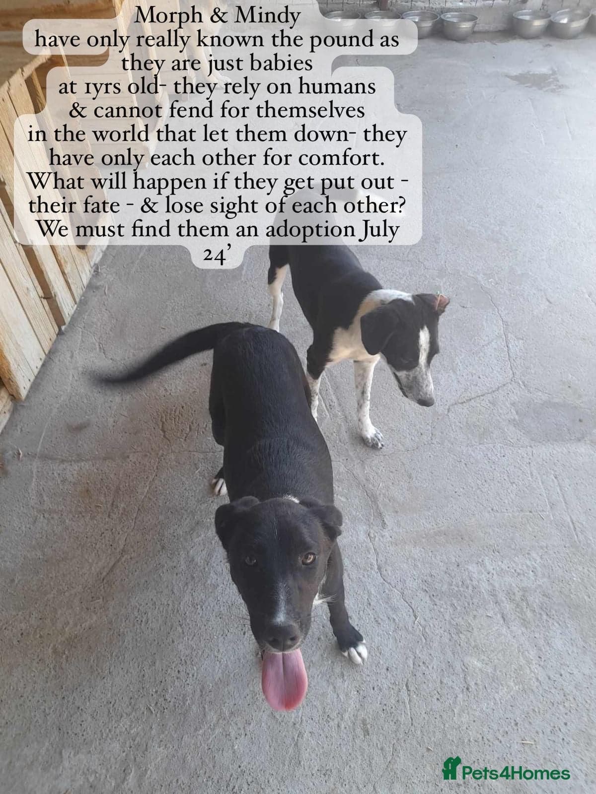 Pretty Mindy. Reserved STC. photo 16