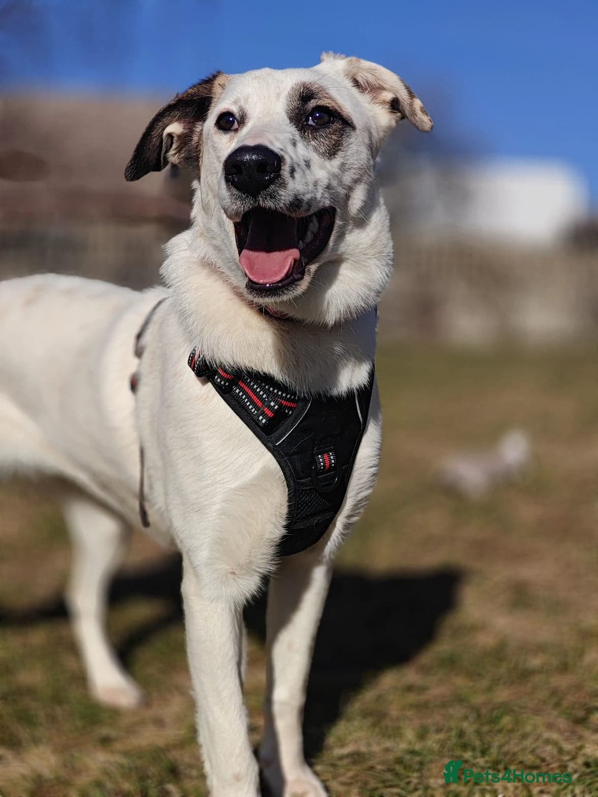 ️PLIAMKA❤️9-month-old loving and playful girl photo 9