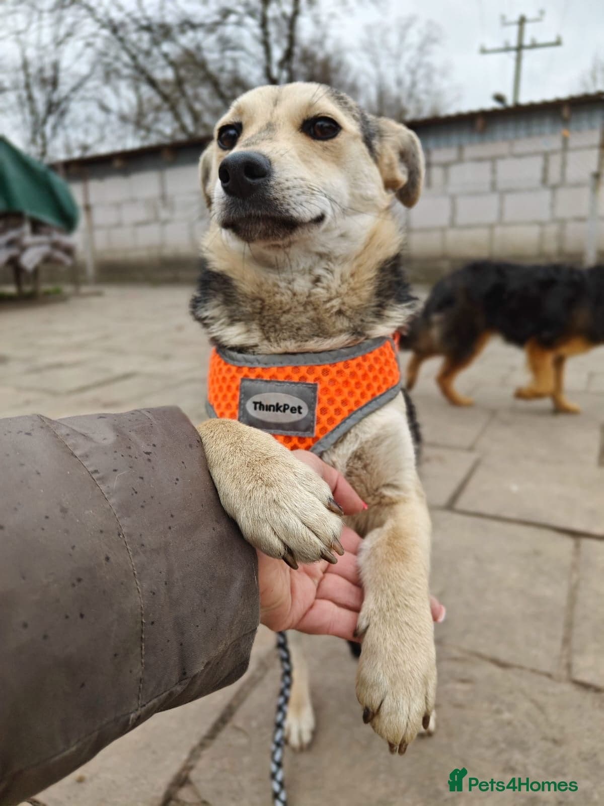 οΈπΆ maree photo 14