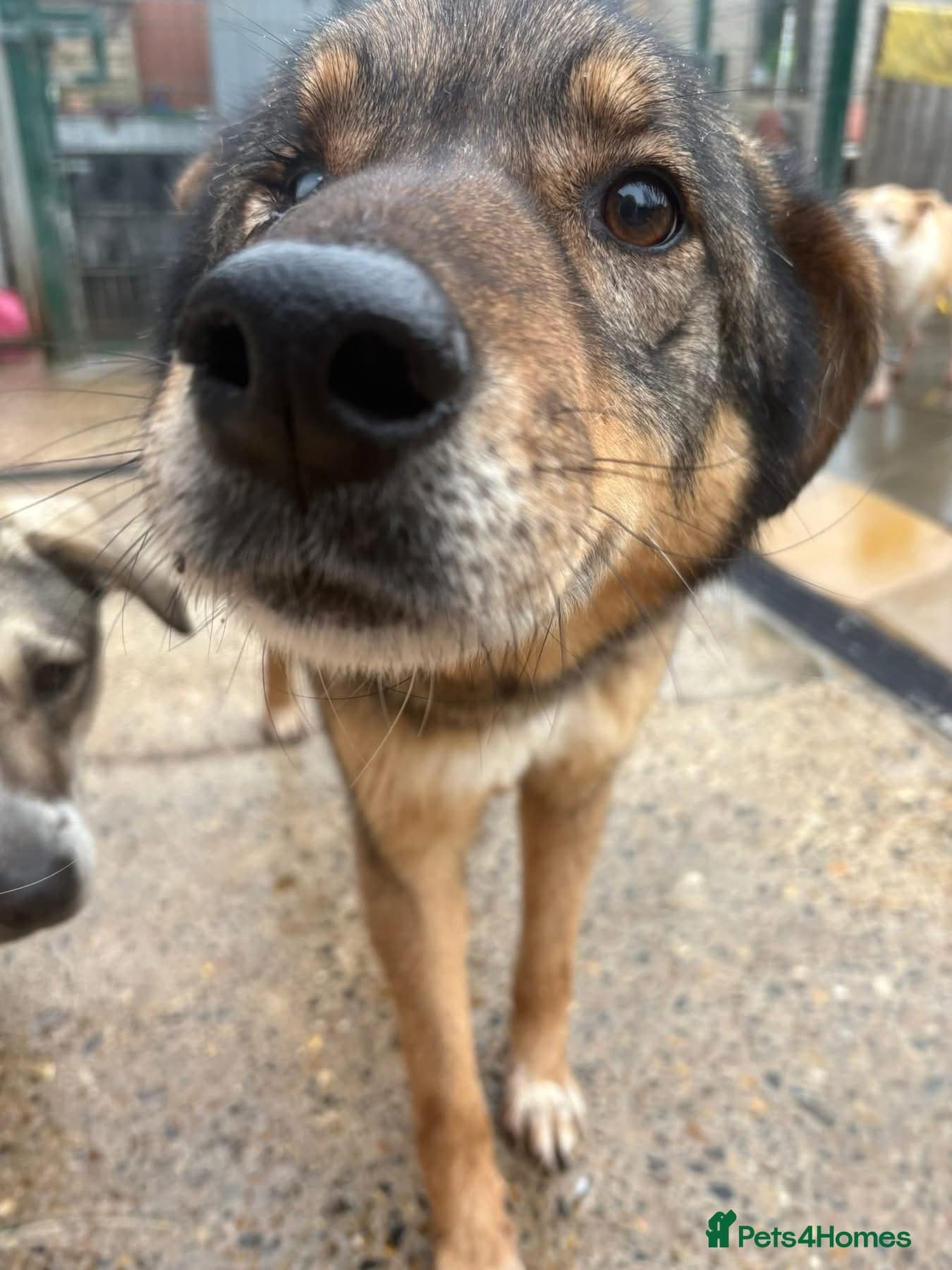 Rufus - Taverham Norfolk photo 7