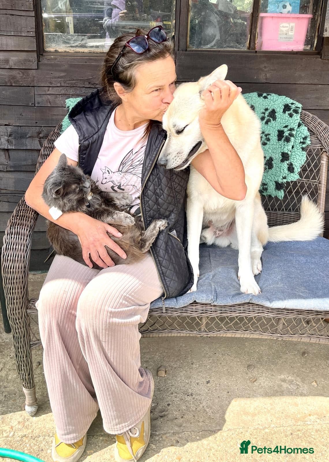 Handsome Fivos Huskey X Shepherd photo 14