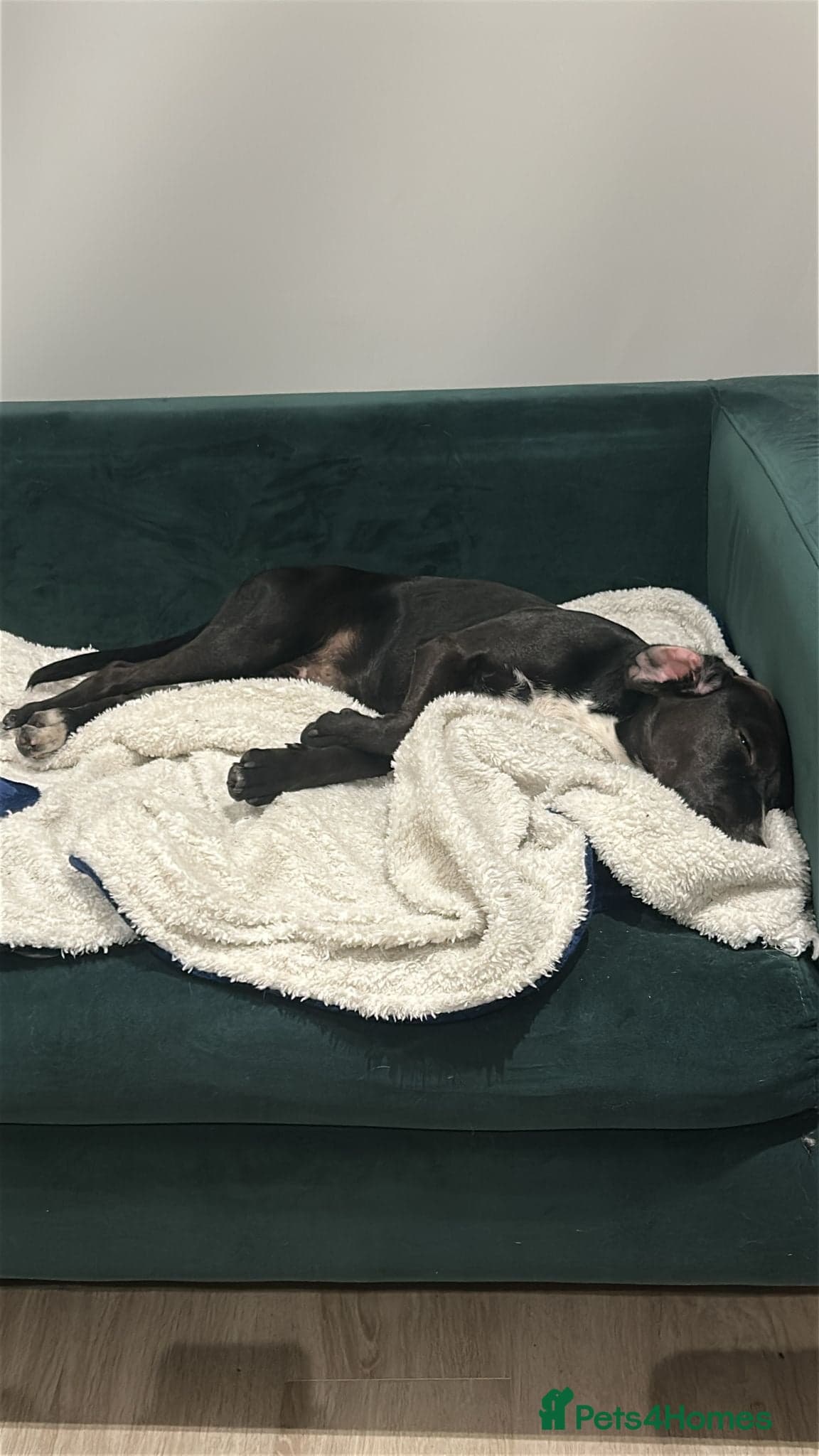 ๏ธ๐ถ walter โ Mixed Breed