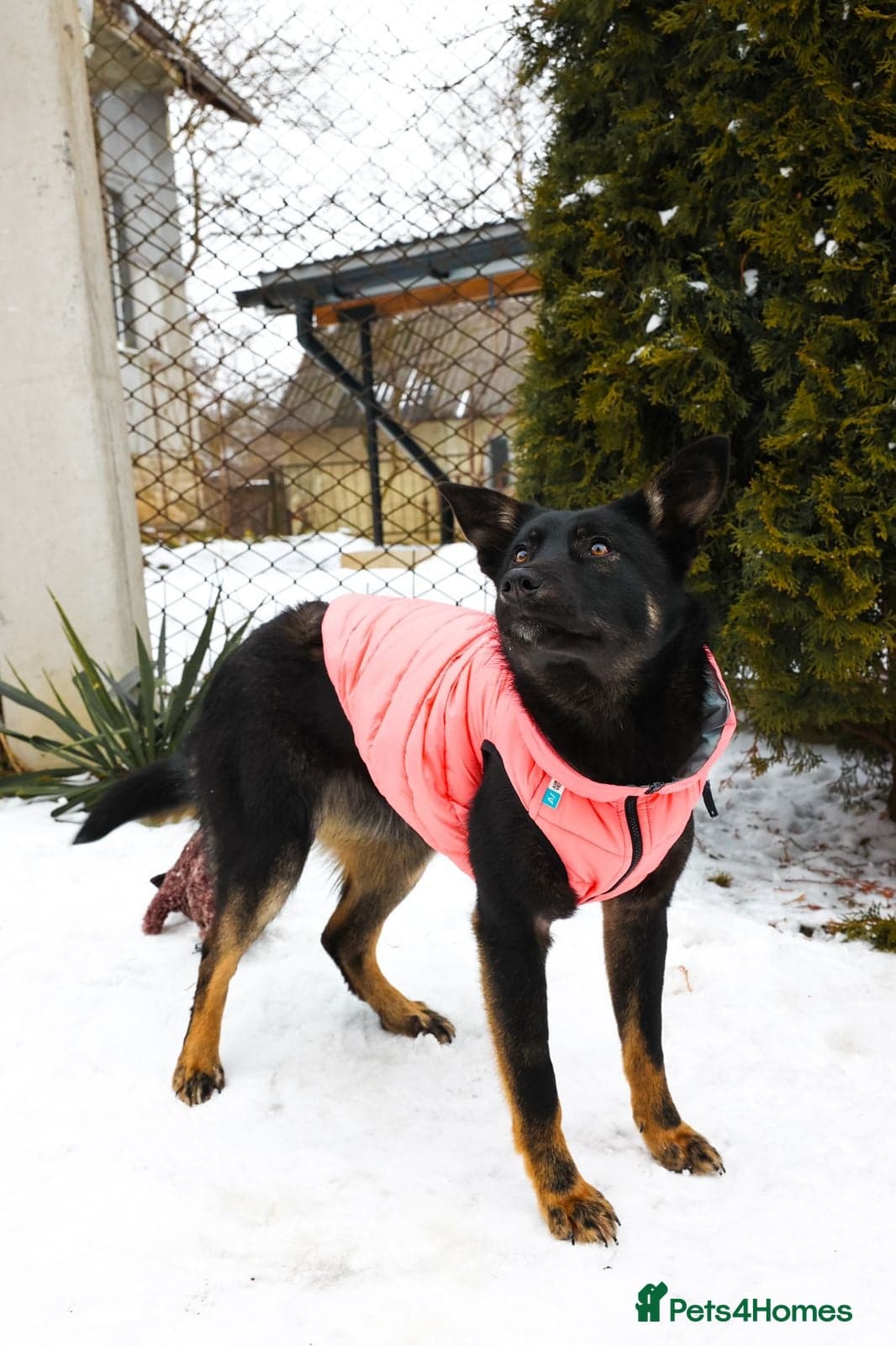 ️ADELE❤️11-month lower-medium soft natured girl photo 3