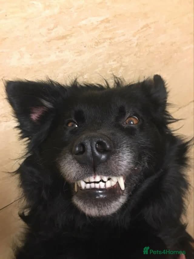 Meet Hera, currently residing in Middlesex photo 9