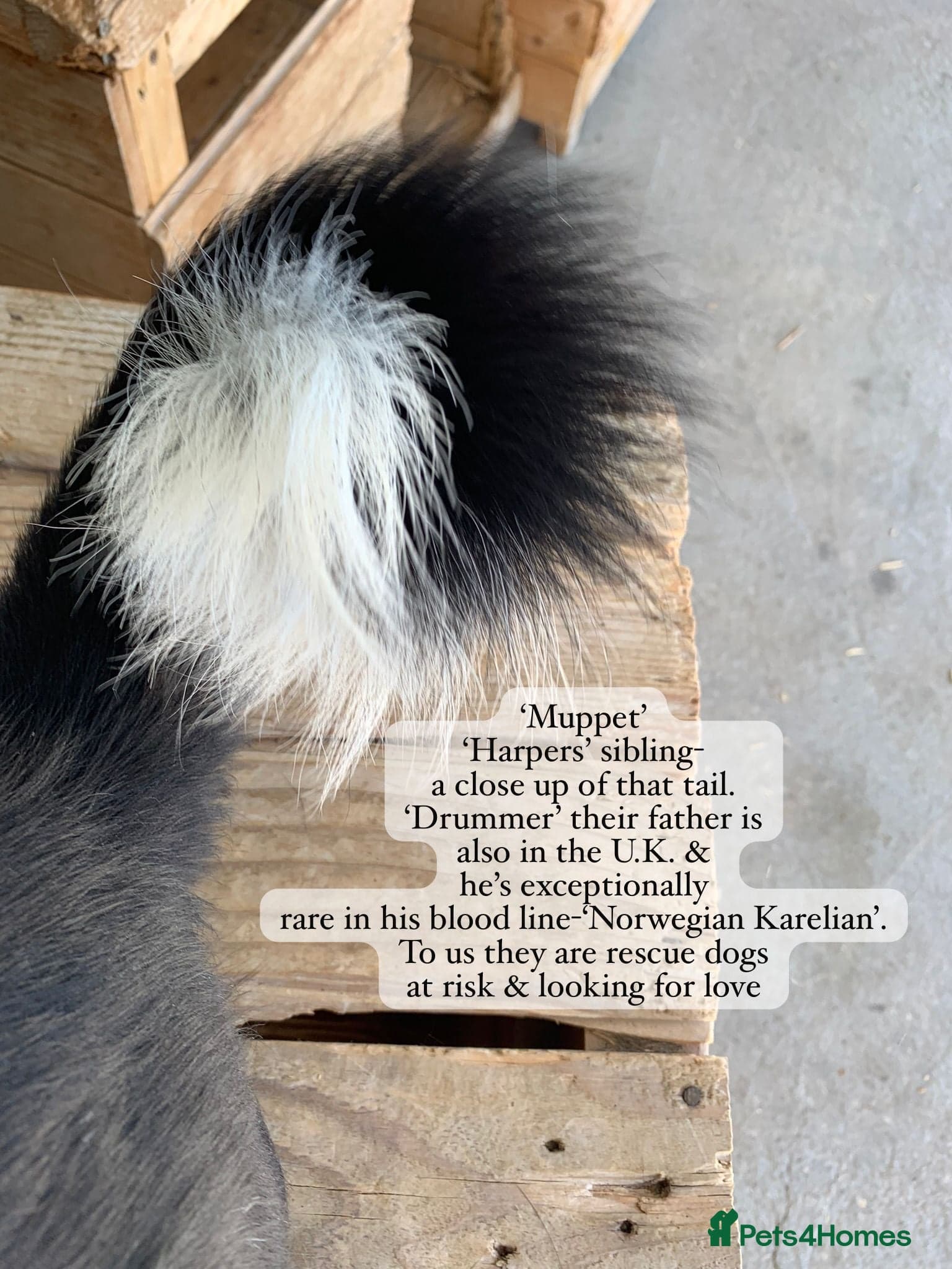 Harper, 2 yrs old approx. photo 25