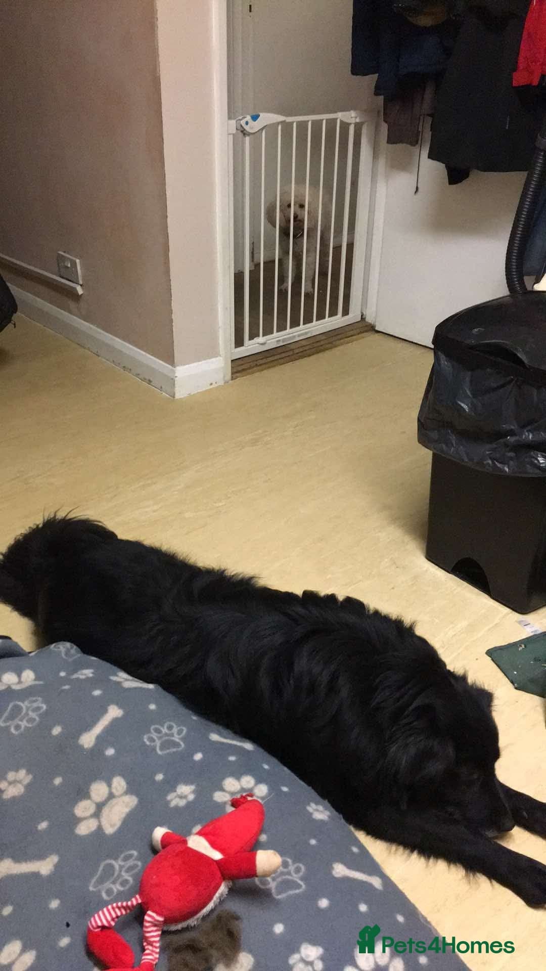 Meet Hera, currently residing in Middlesex photo 12