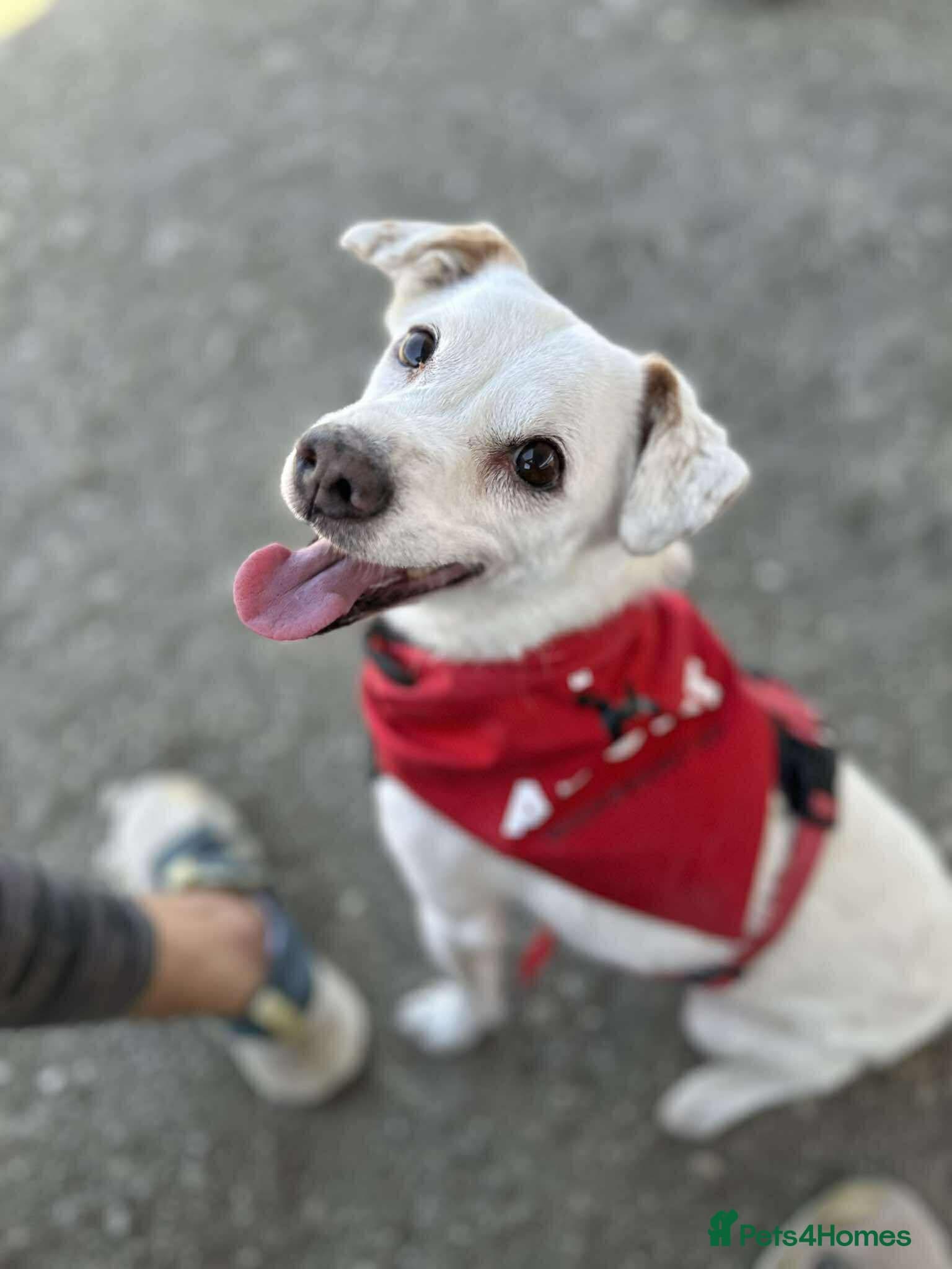 Sweet senior Bobby photo 2