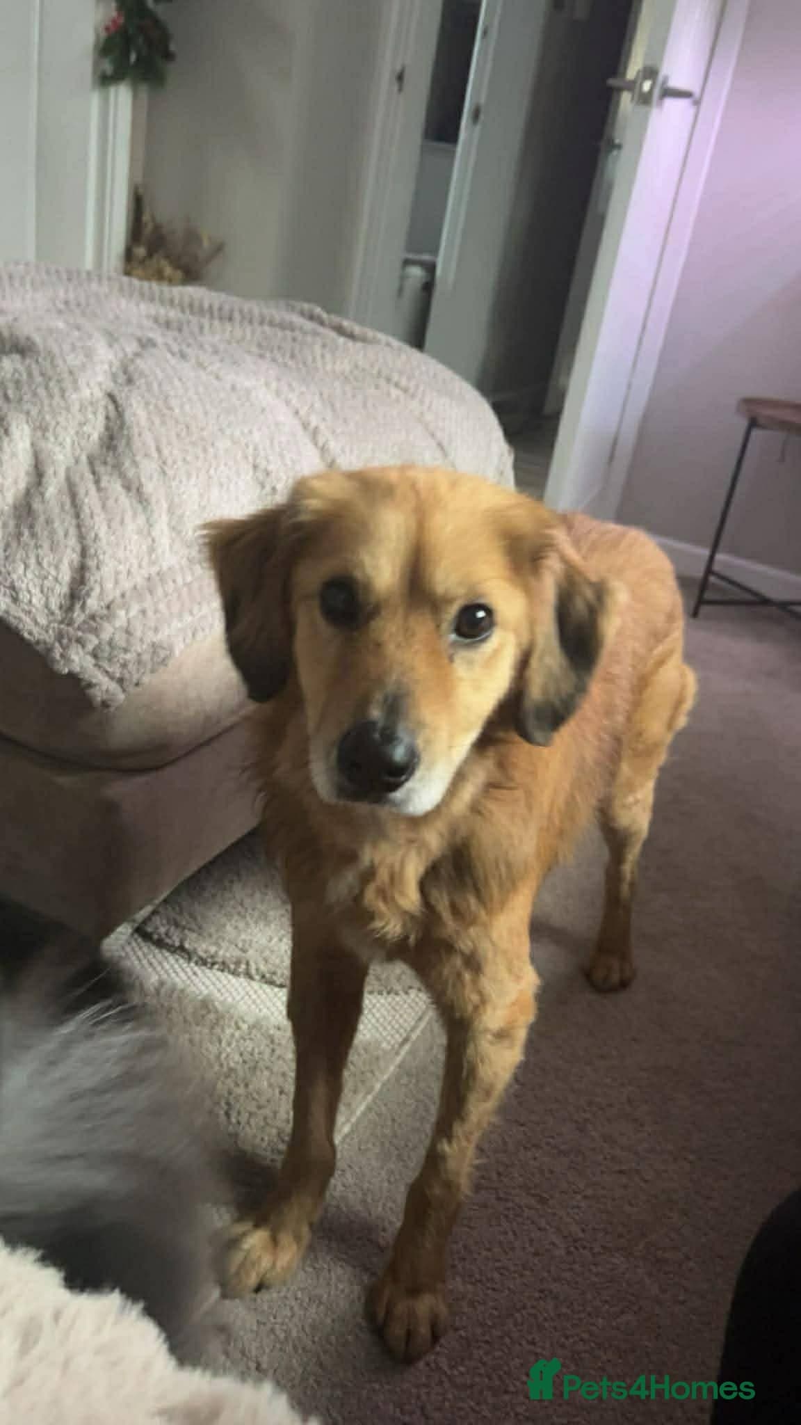 Meet Twiggy,currently residing in Yorkshire photo 5