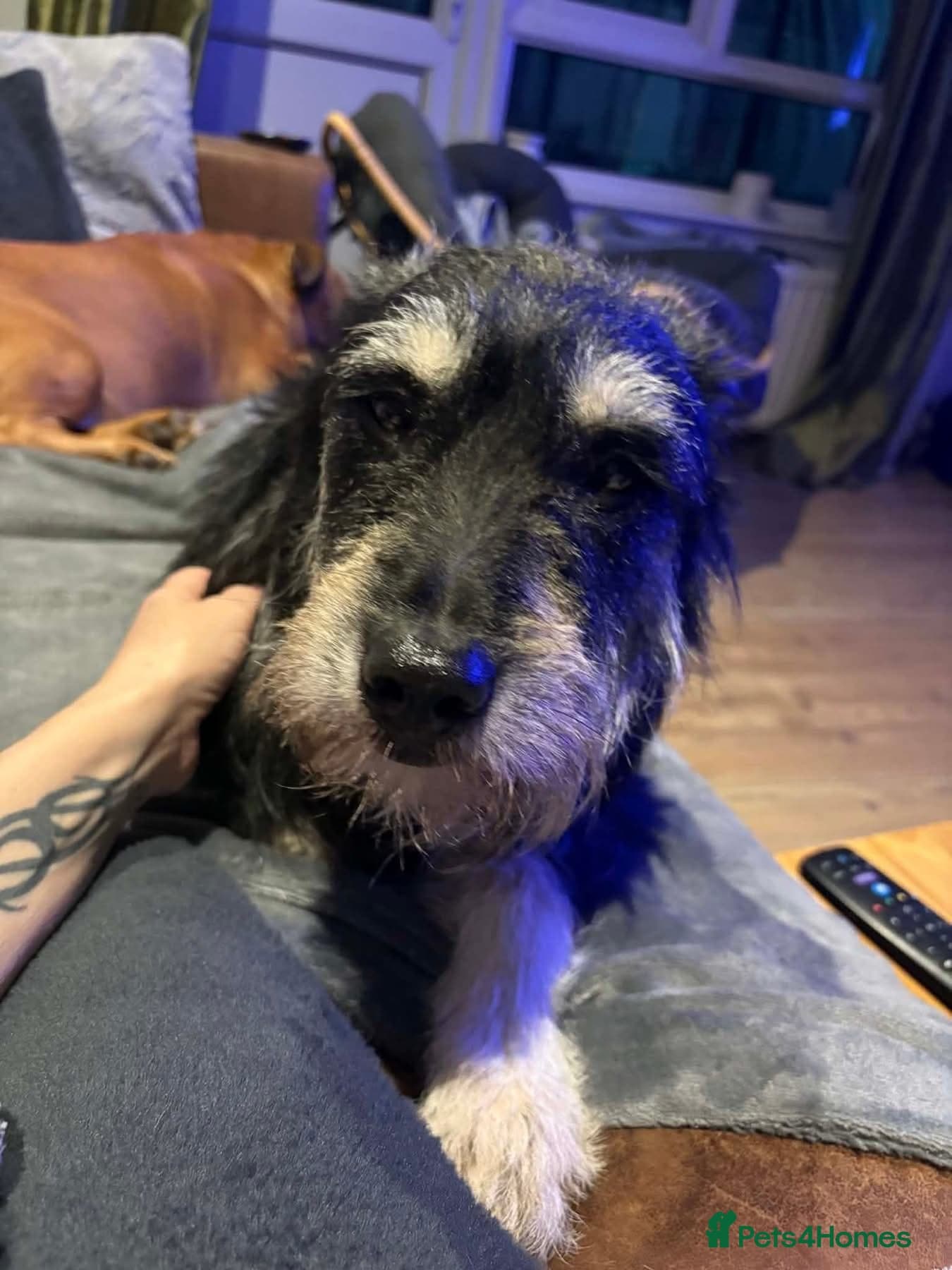 Mabel - Badersfield Norfolk photo 13